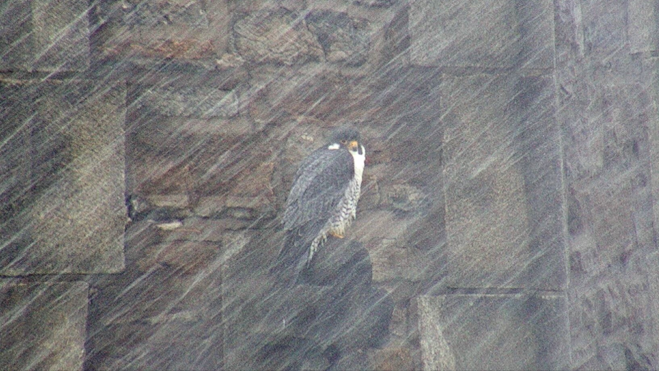 Ares on the steeple perch during a snow squall 