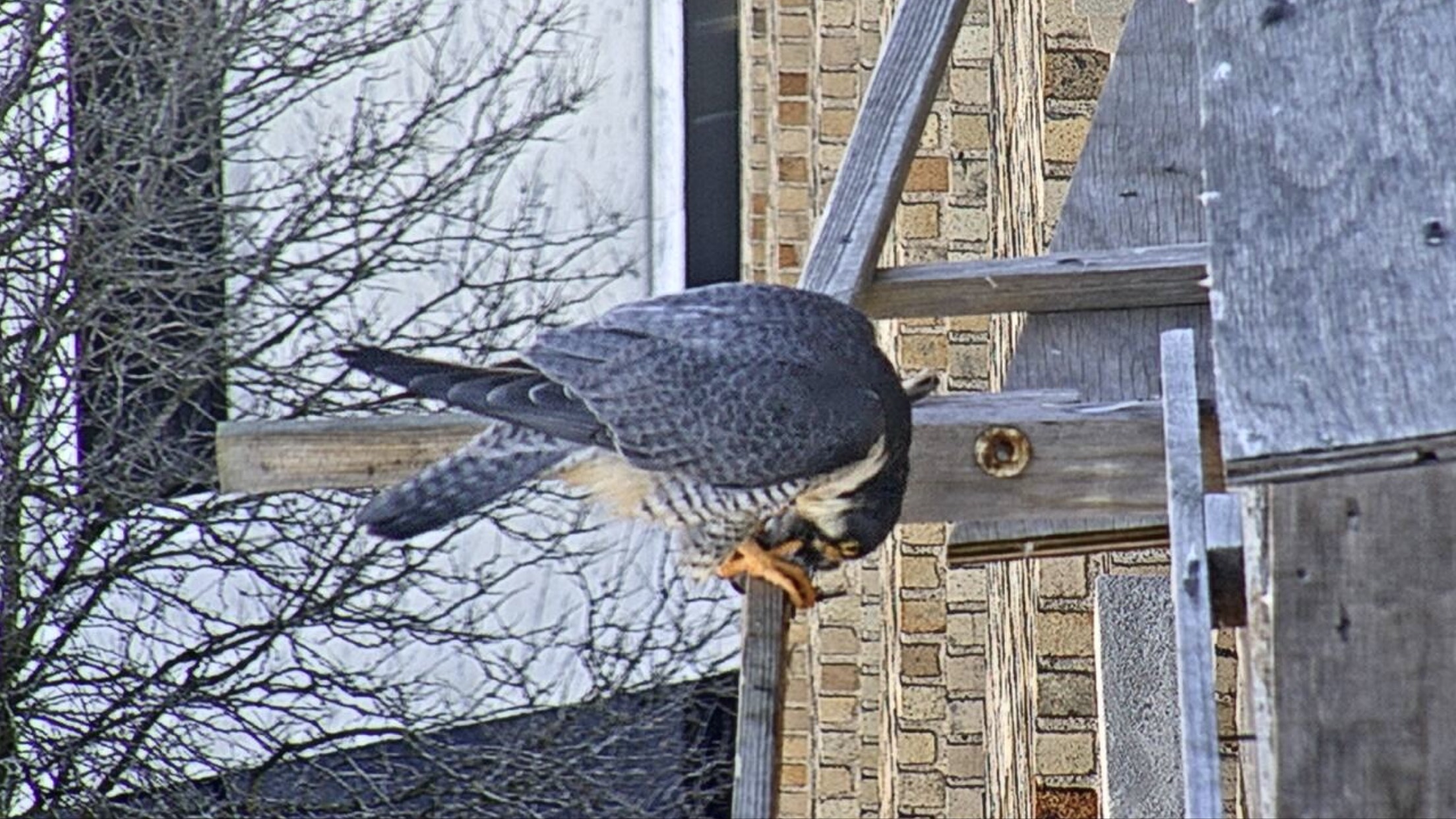 Ares processes prey on the cross perch