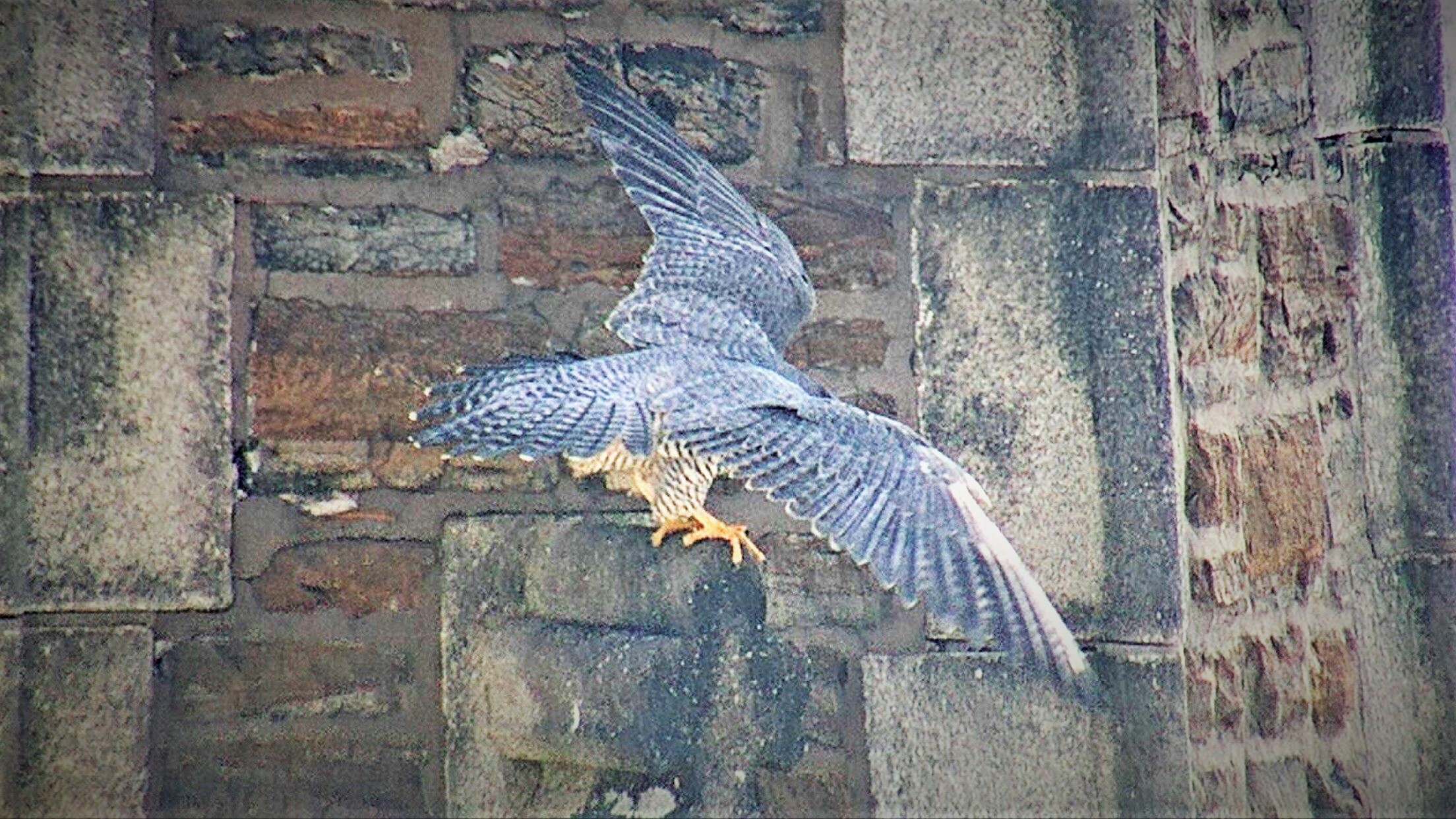 Astrid flying off the steeple perch