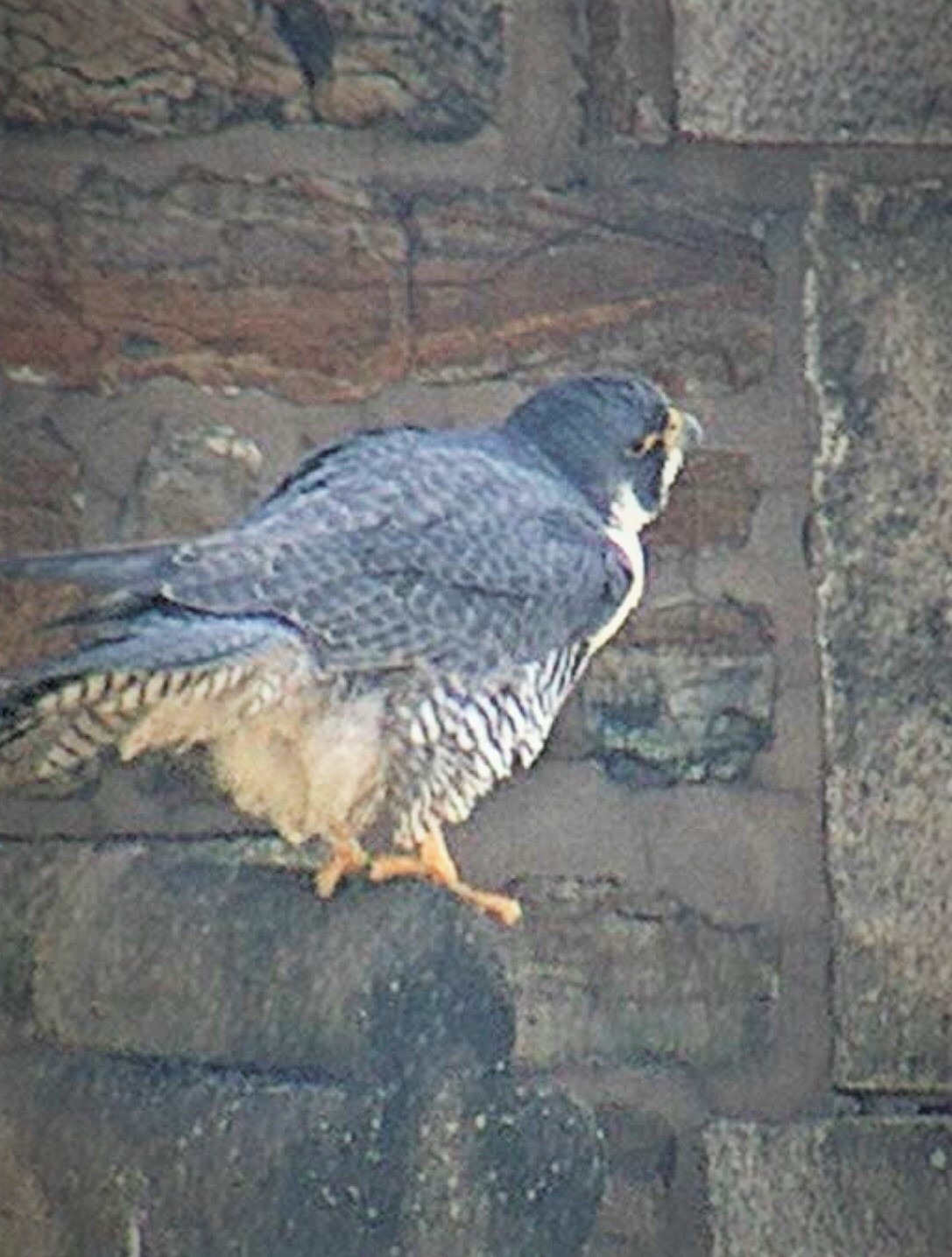 Astrid looking rather bottom heavy shortly before laying egg # 1