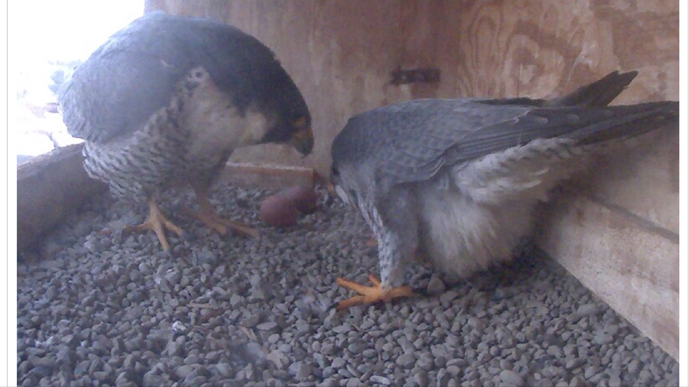 Ares gets to see the second egg