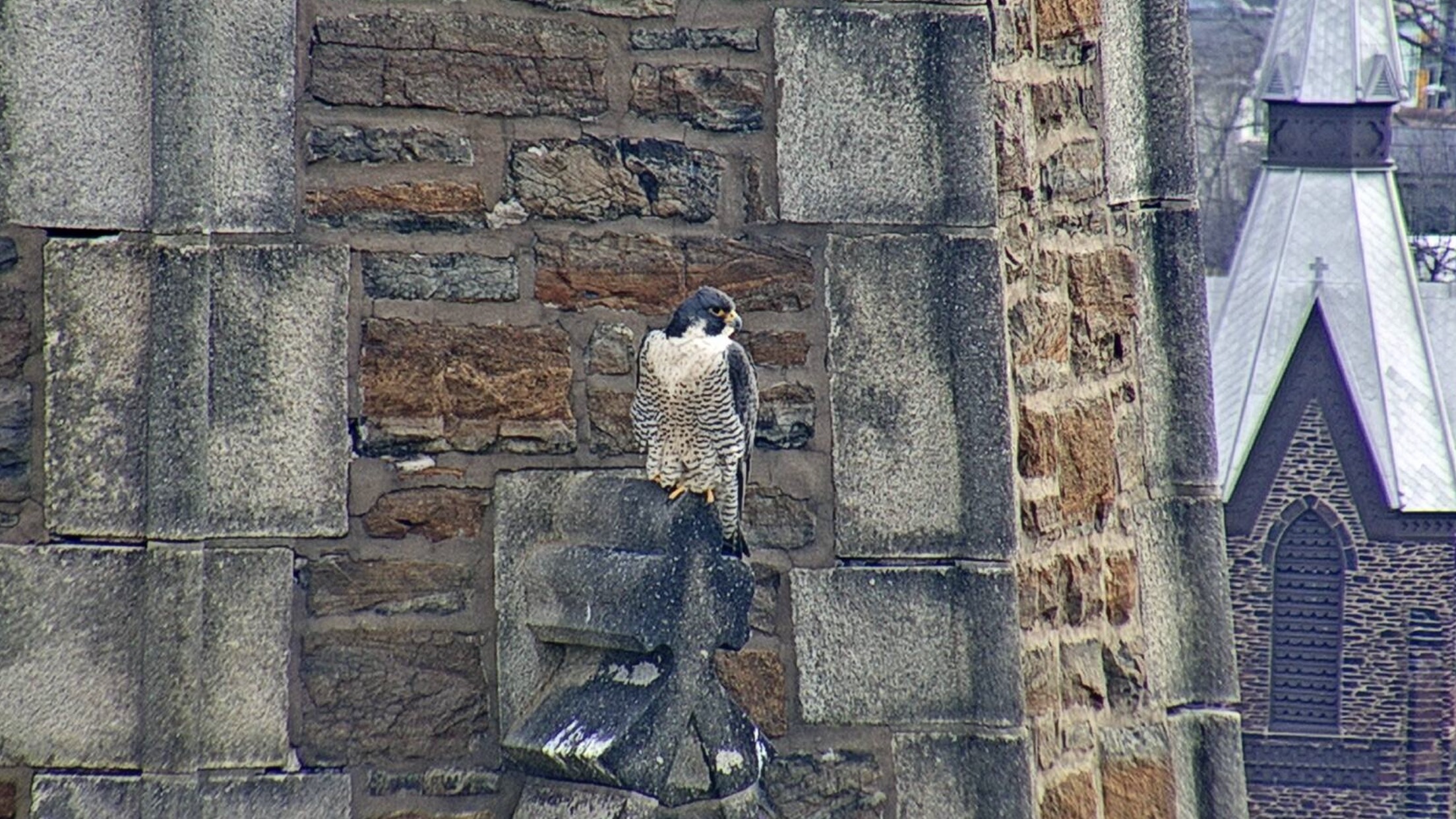 Astrid on the steeple