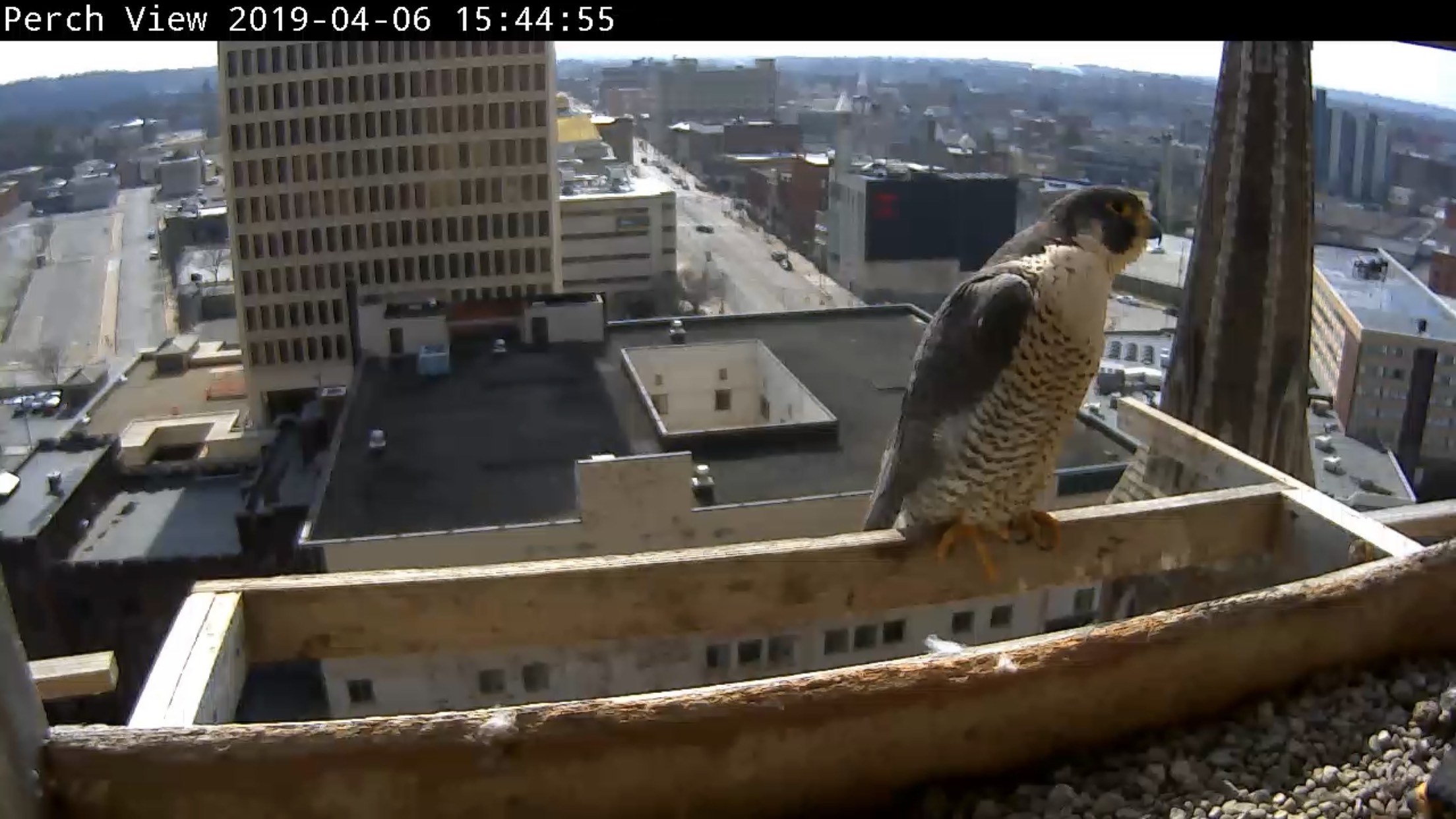 Astrid gives the office window a dirty look