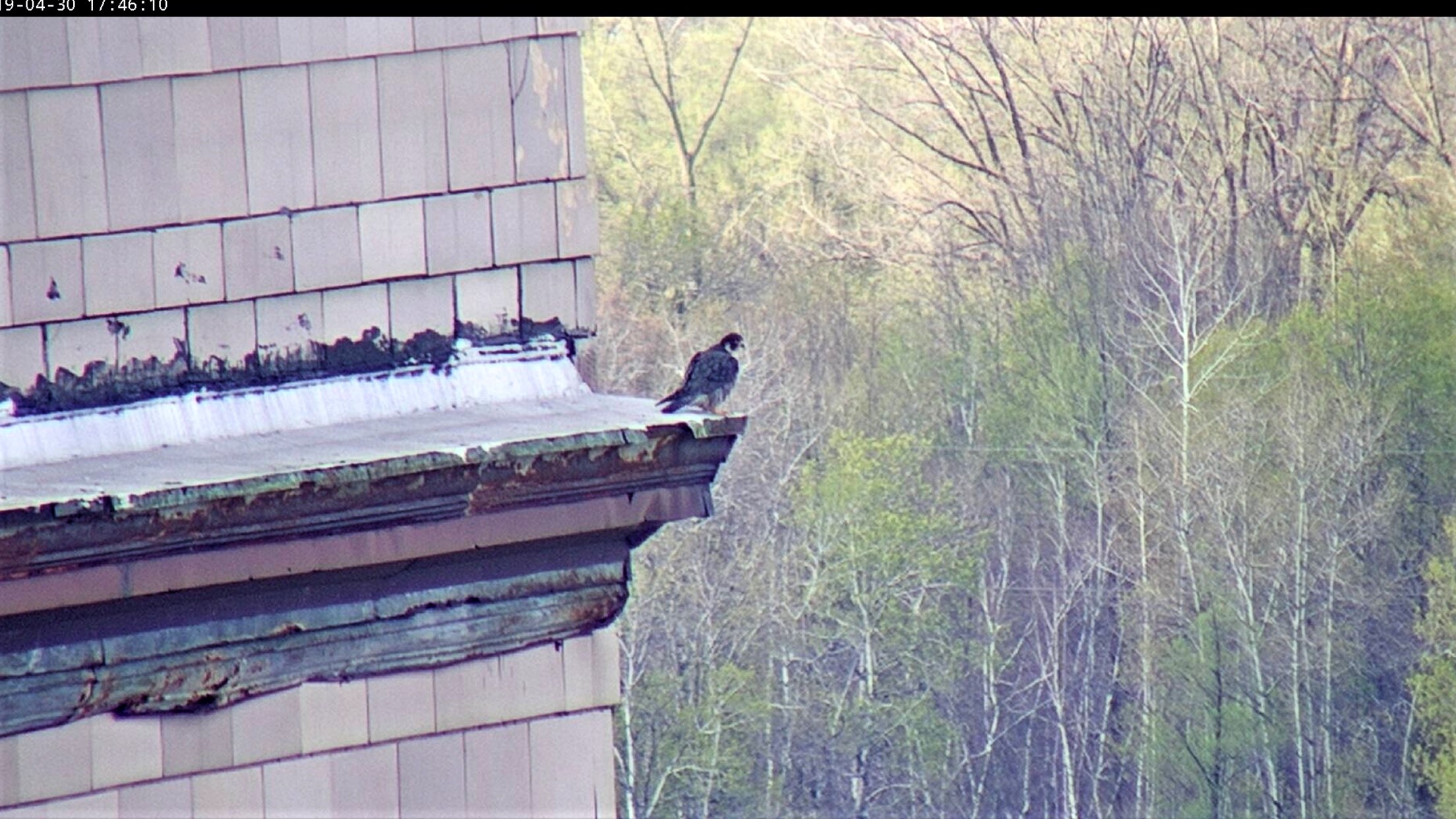 Astrid hunting from the hotel ledge