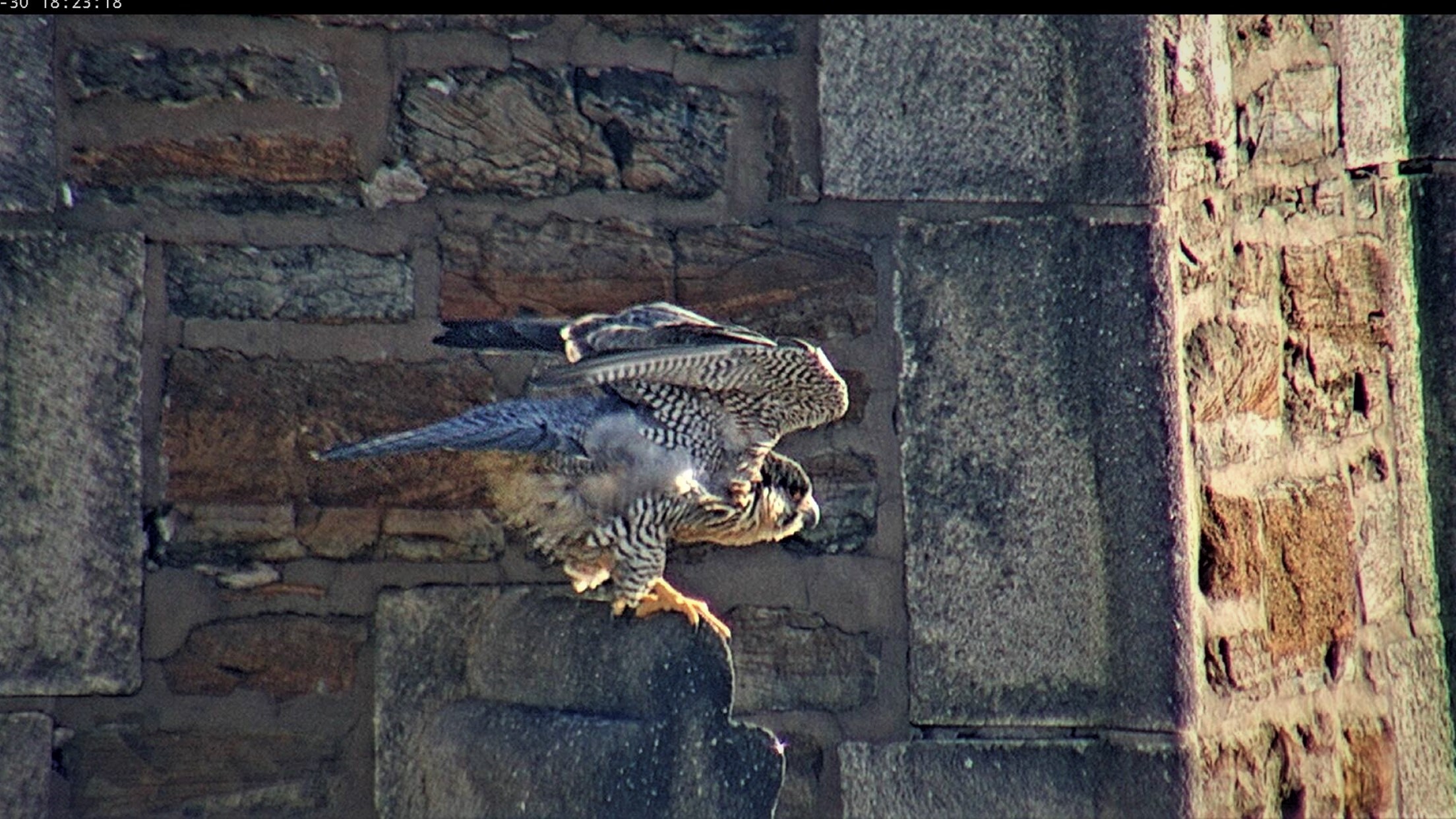 Astrid leaves the steeple