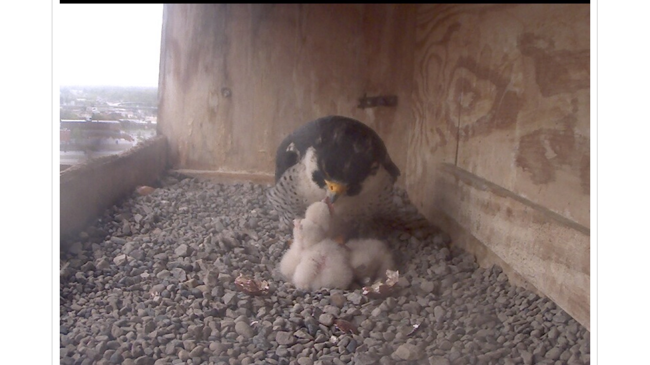 Ares watches the three nestlings