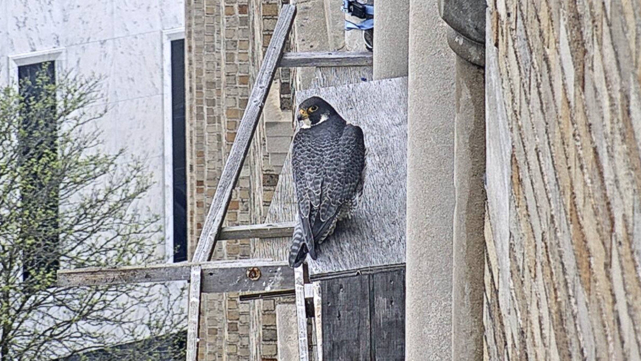 Astrid sits on top of the nest box for some reason