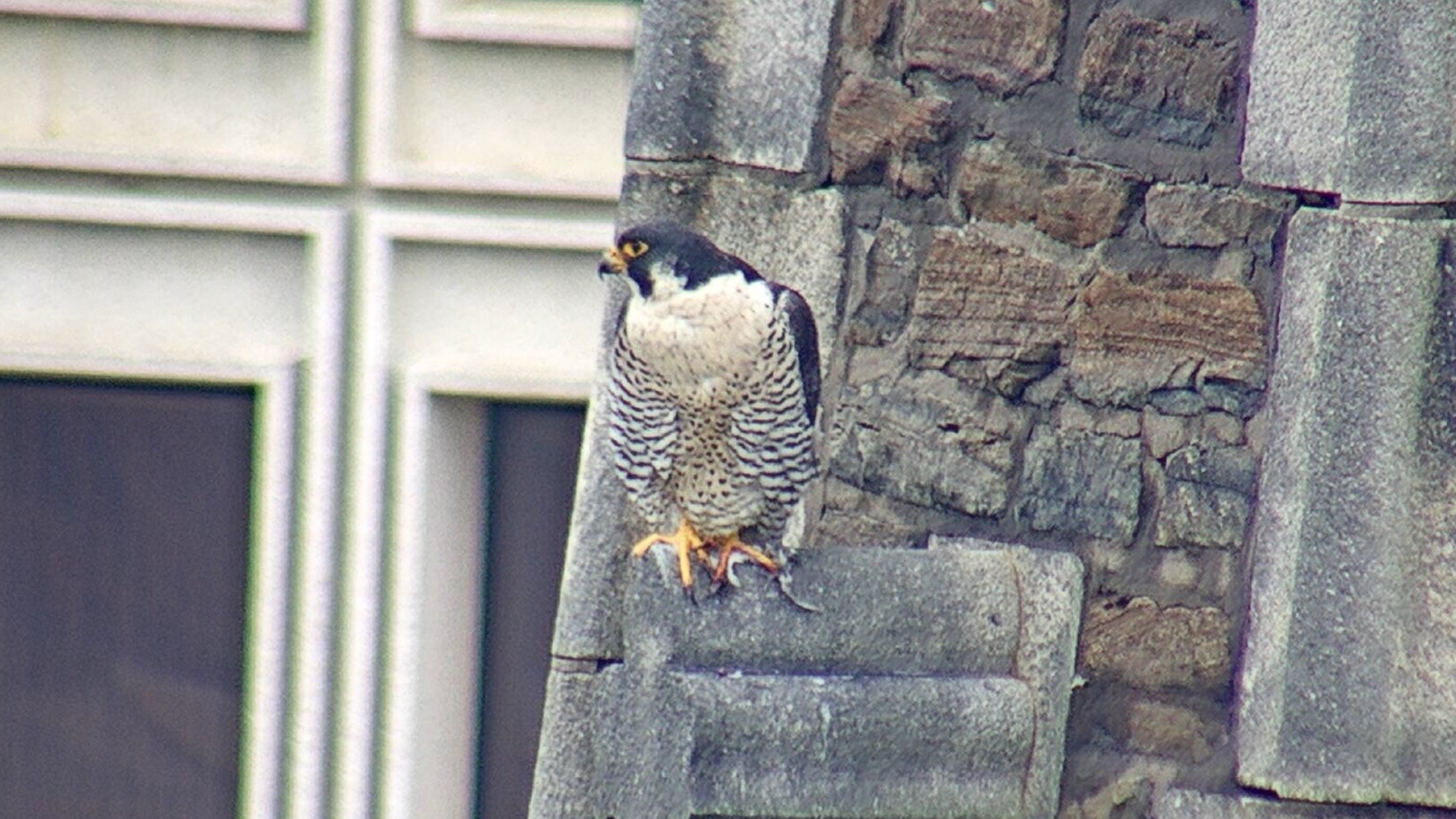 Astrid on the steeple