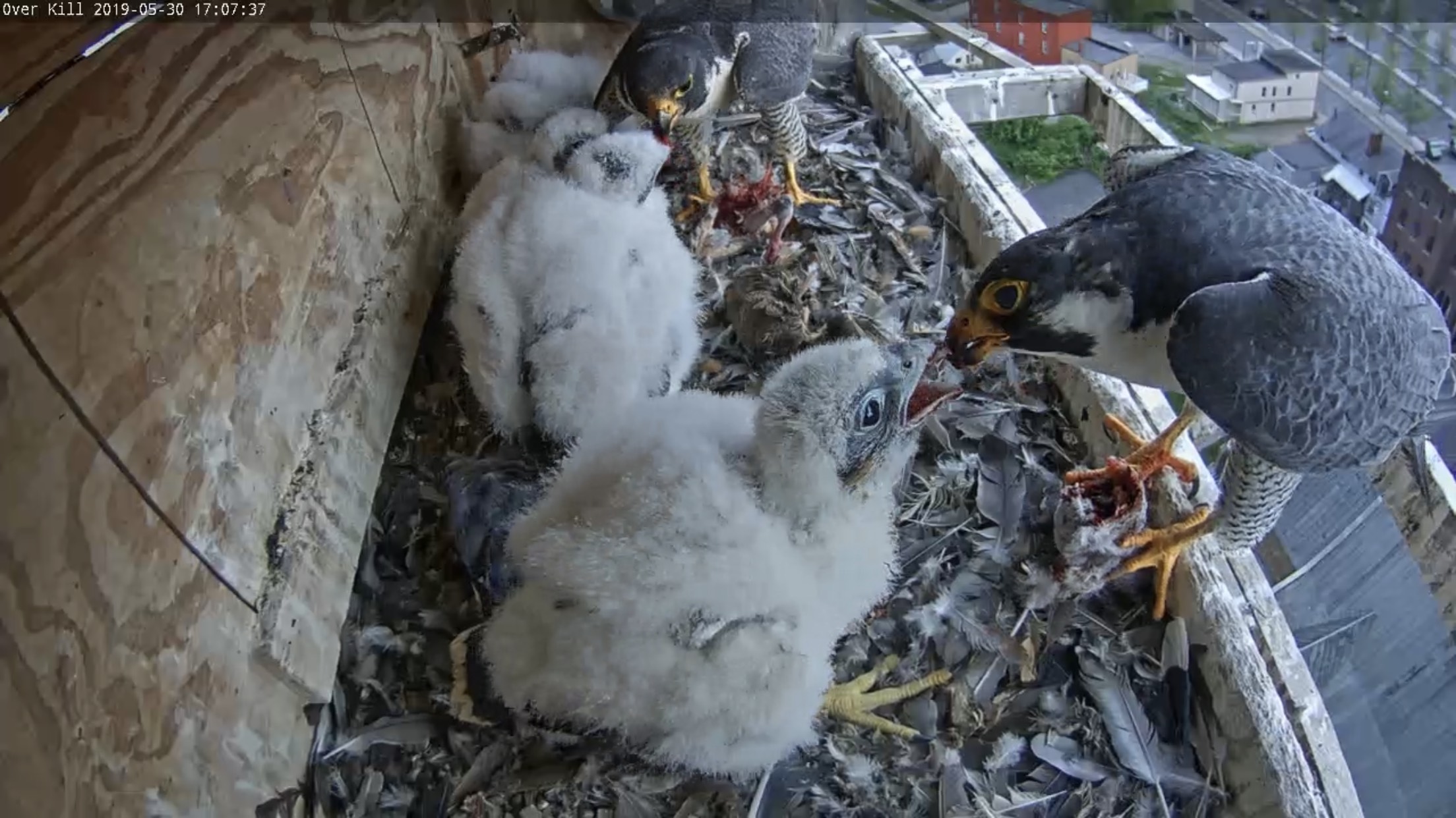 Both parents feeding the nestlings