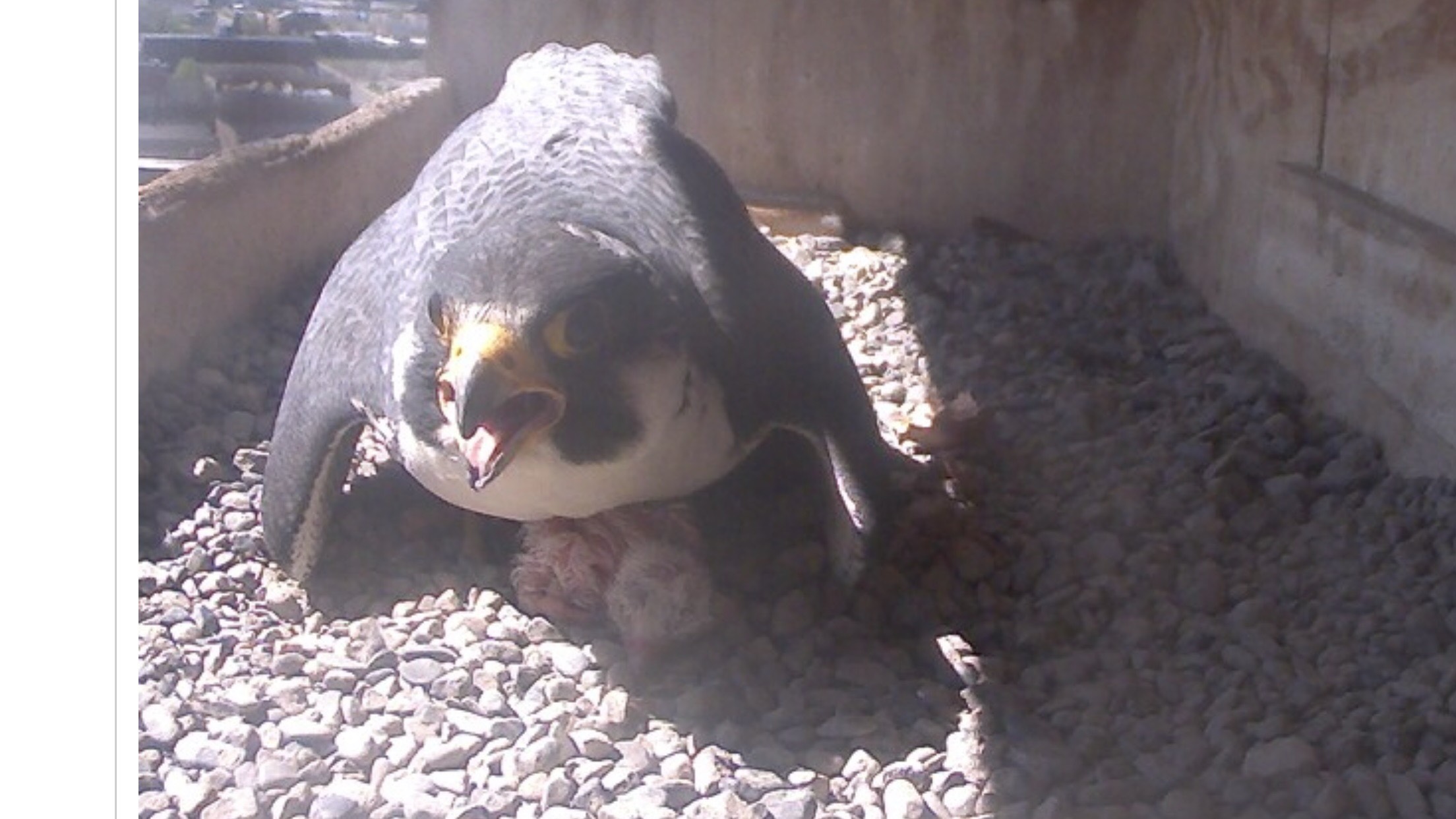 Ares shields the first hatchling and the eggs from the afternoon sun