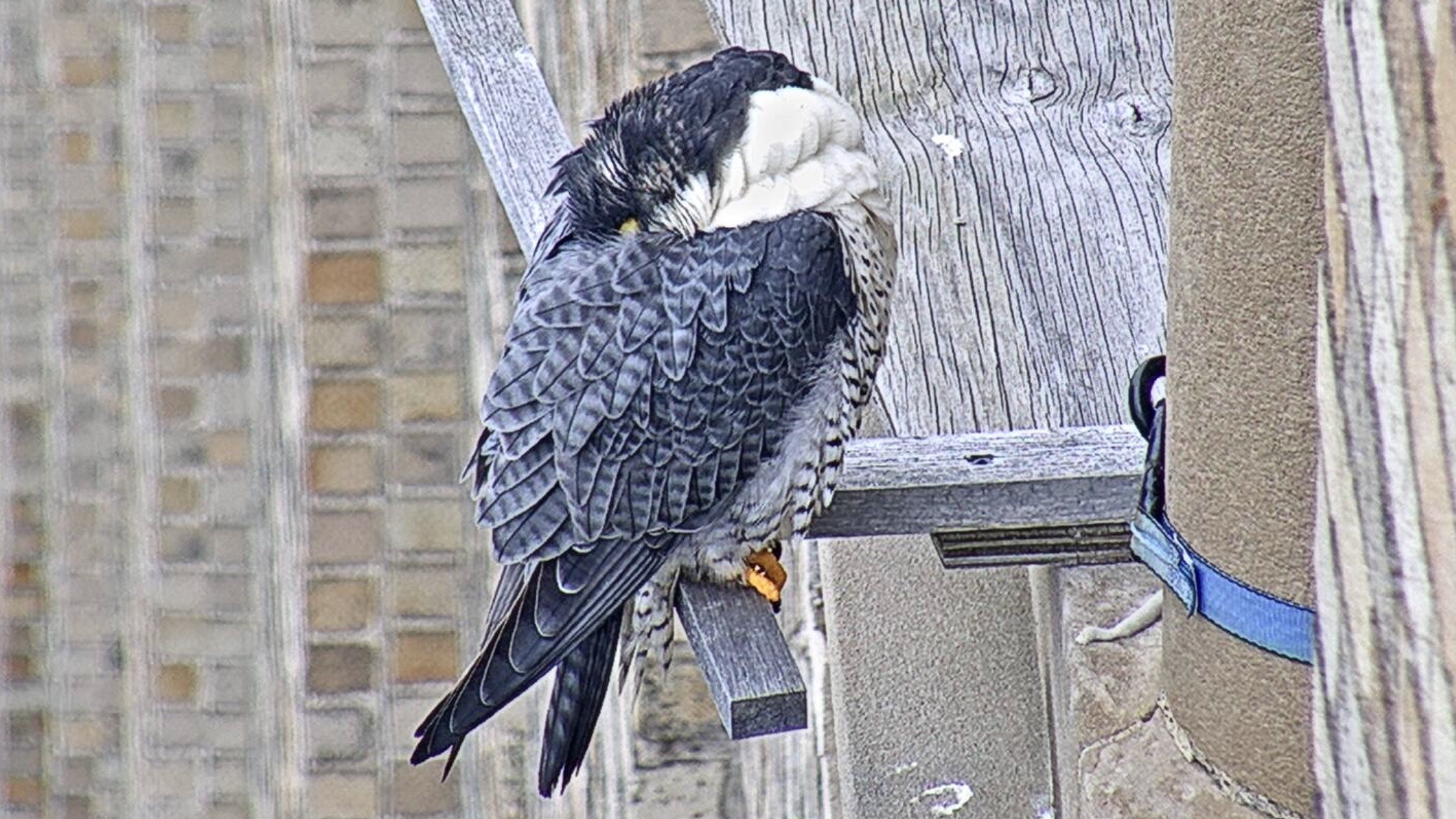 Snoozing on guard duty