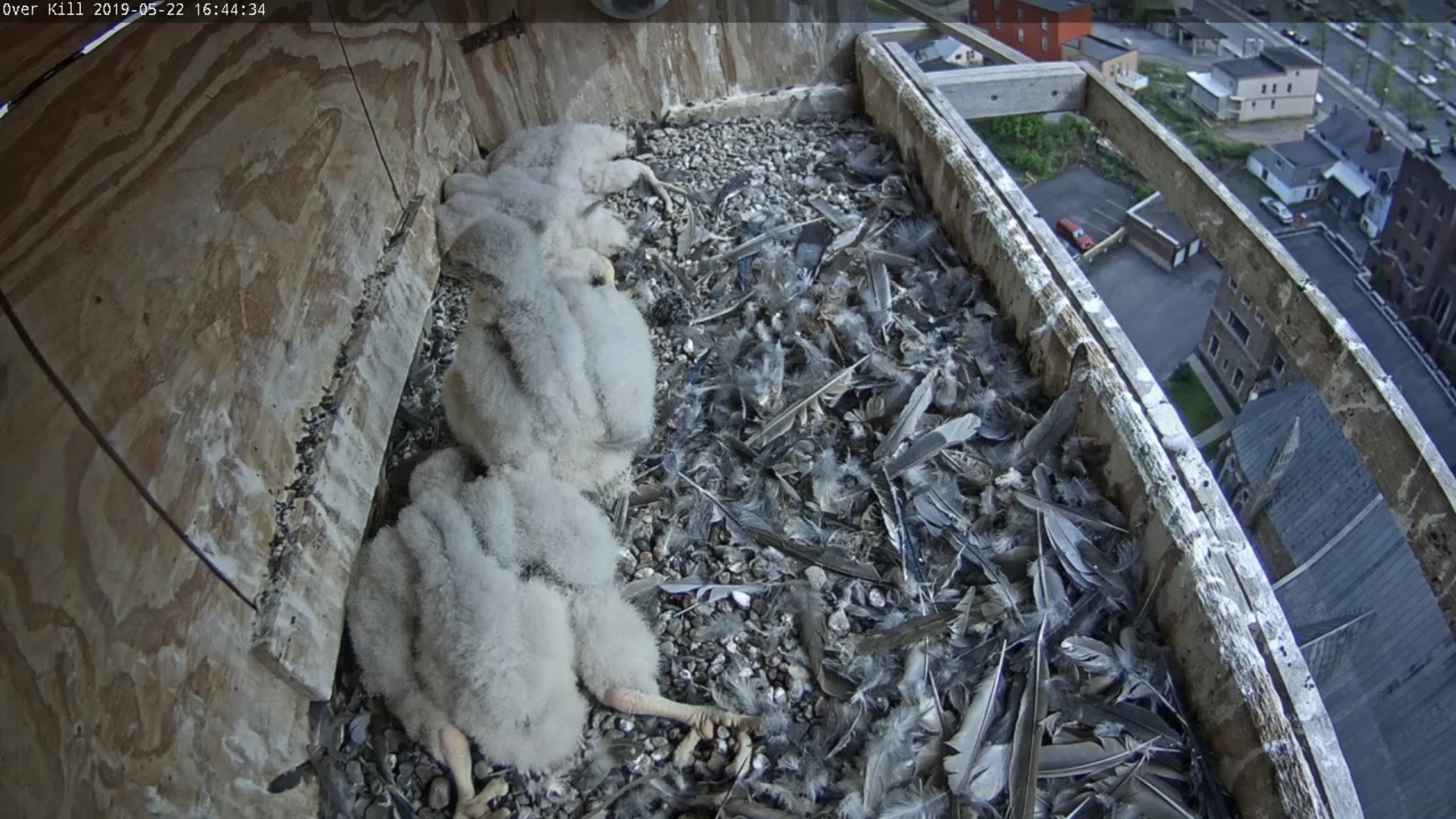 Growing chicks are filling up more and more of the box