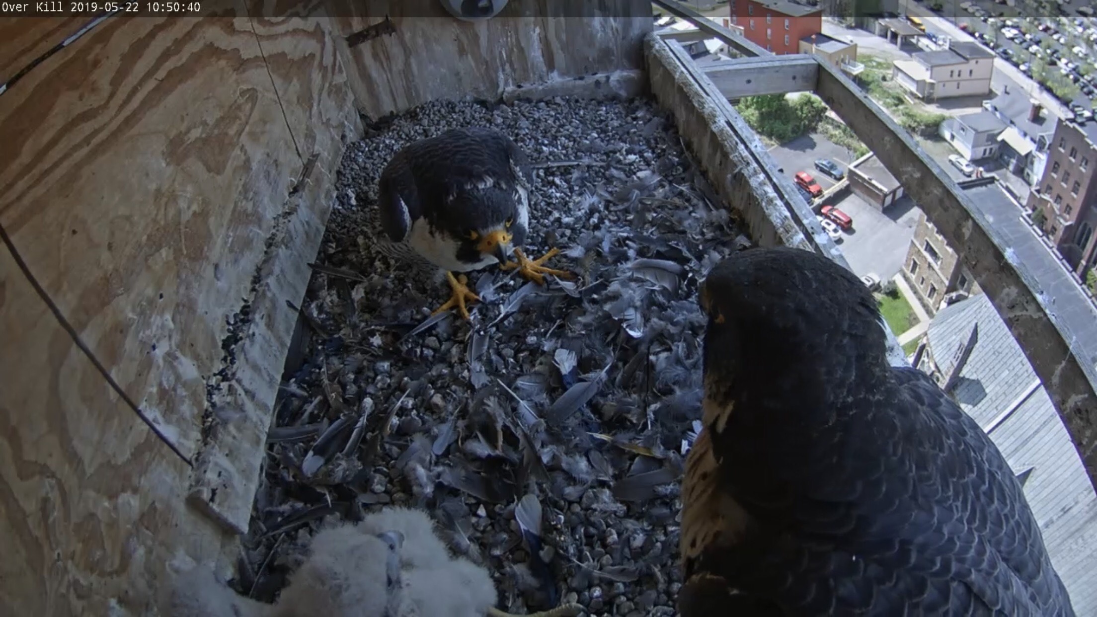 Almost a ledge display with the chicks as bystanders