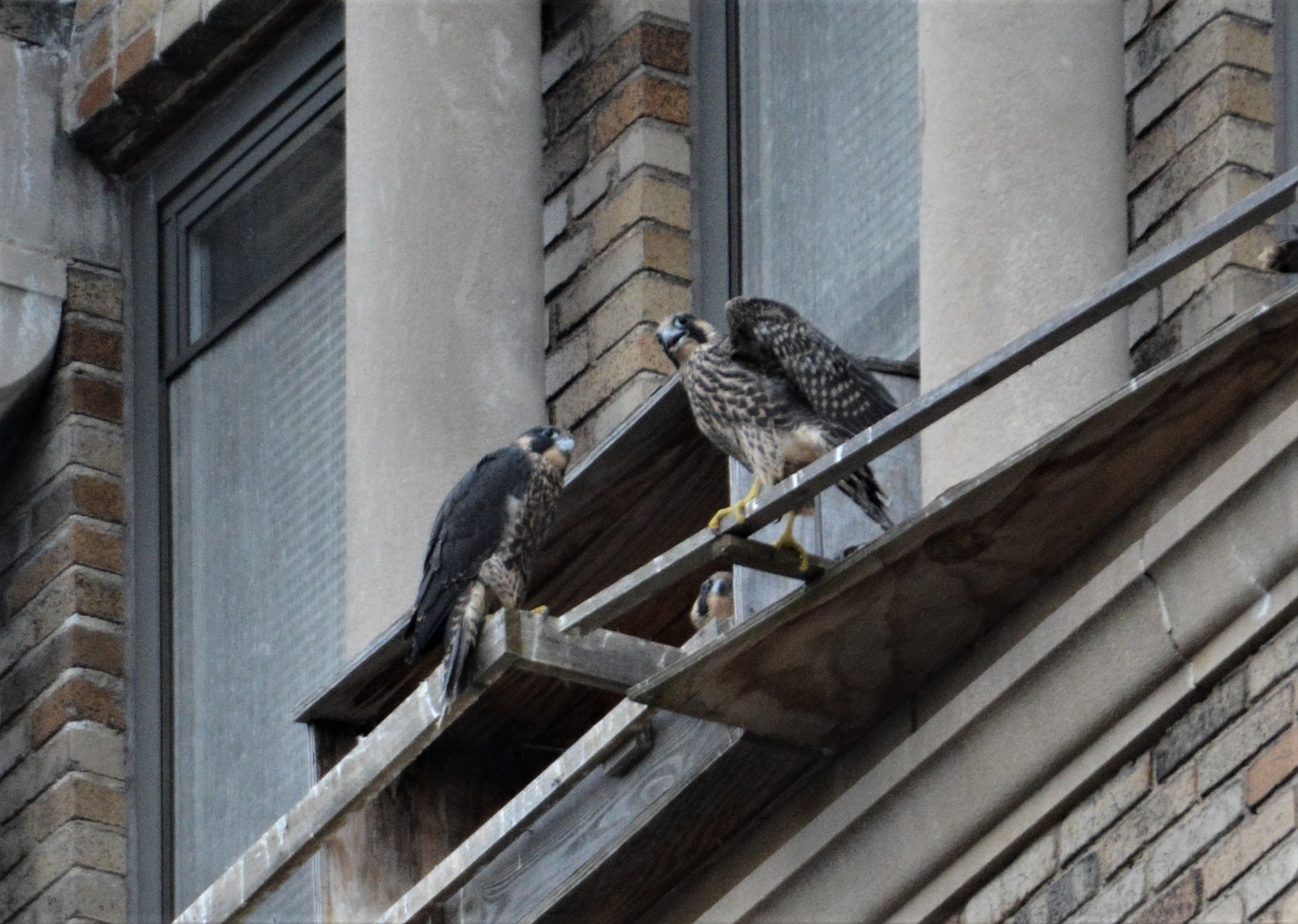 The nestlings could fledge at any time