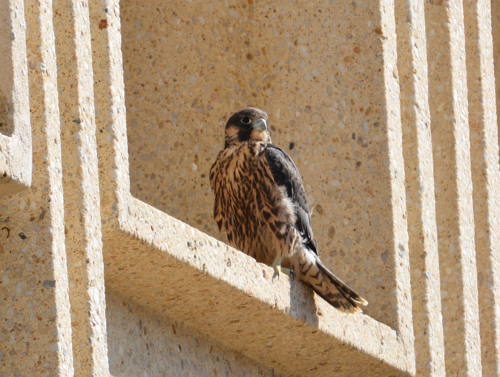 Rue spent the night and the entire morning on the same ledge where he landed Sunday