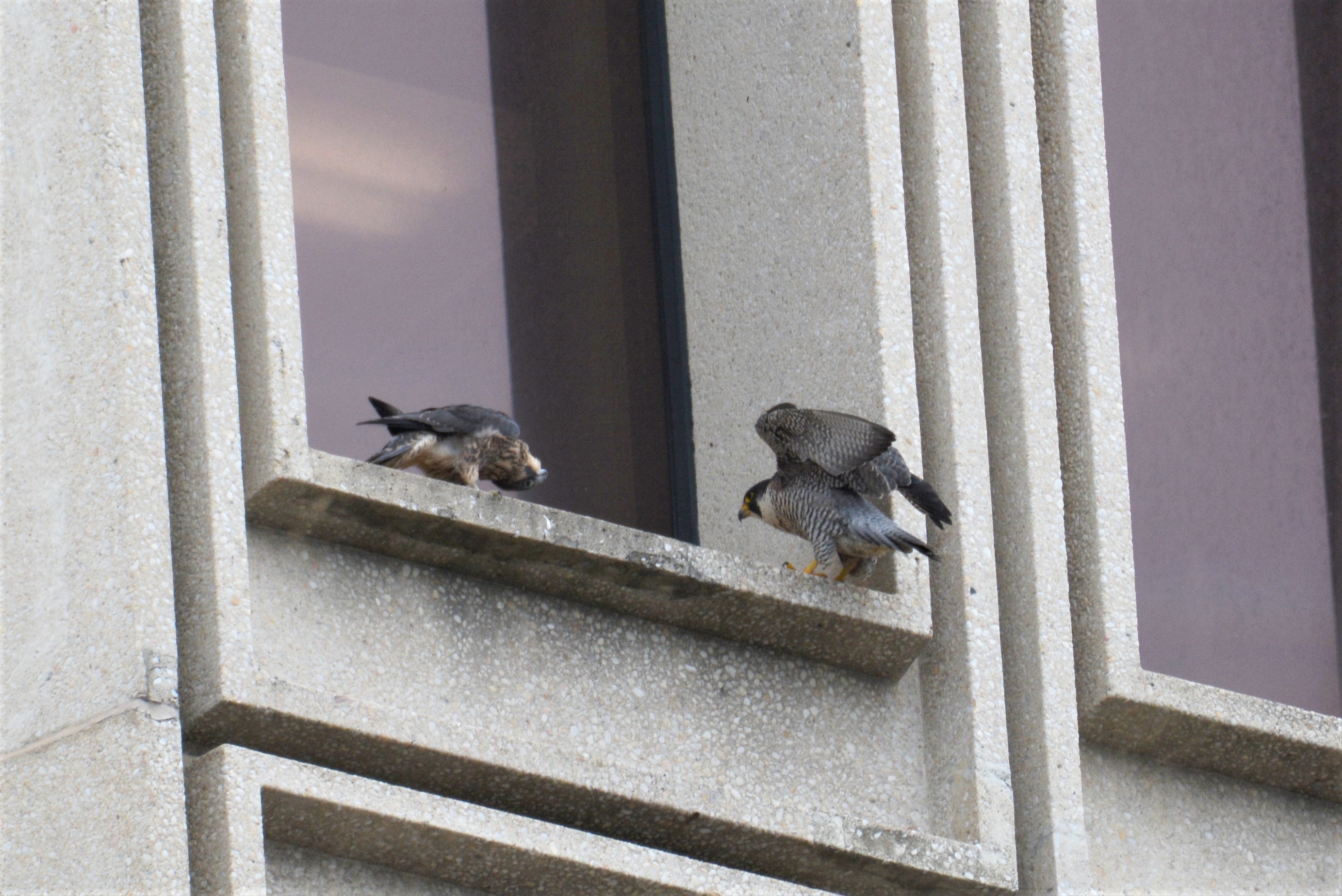 Astrid visits Rue on a ledge on the State Building