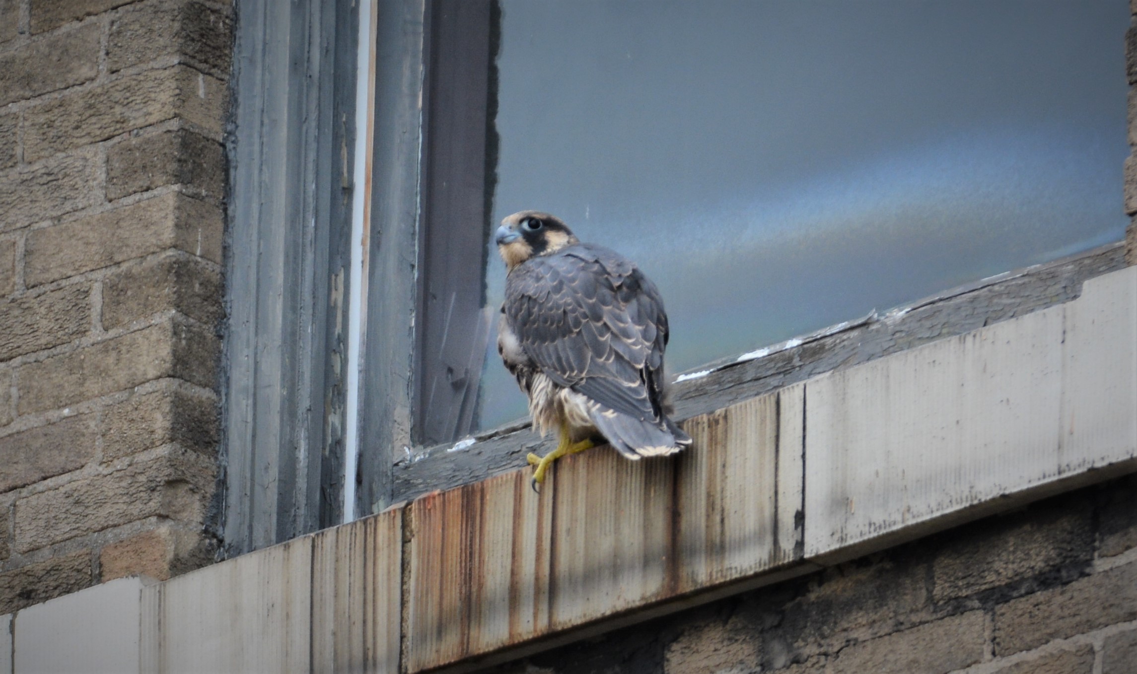 Keisha fledges to a building south of the canyon