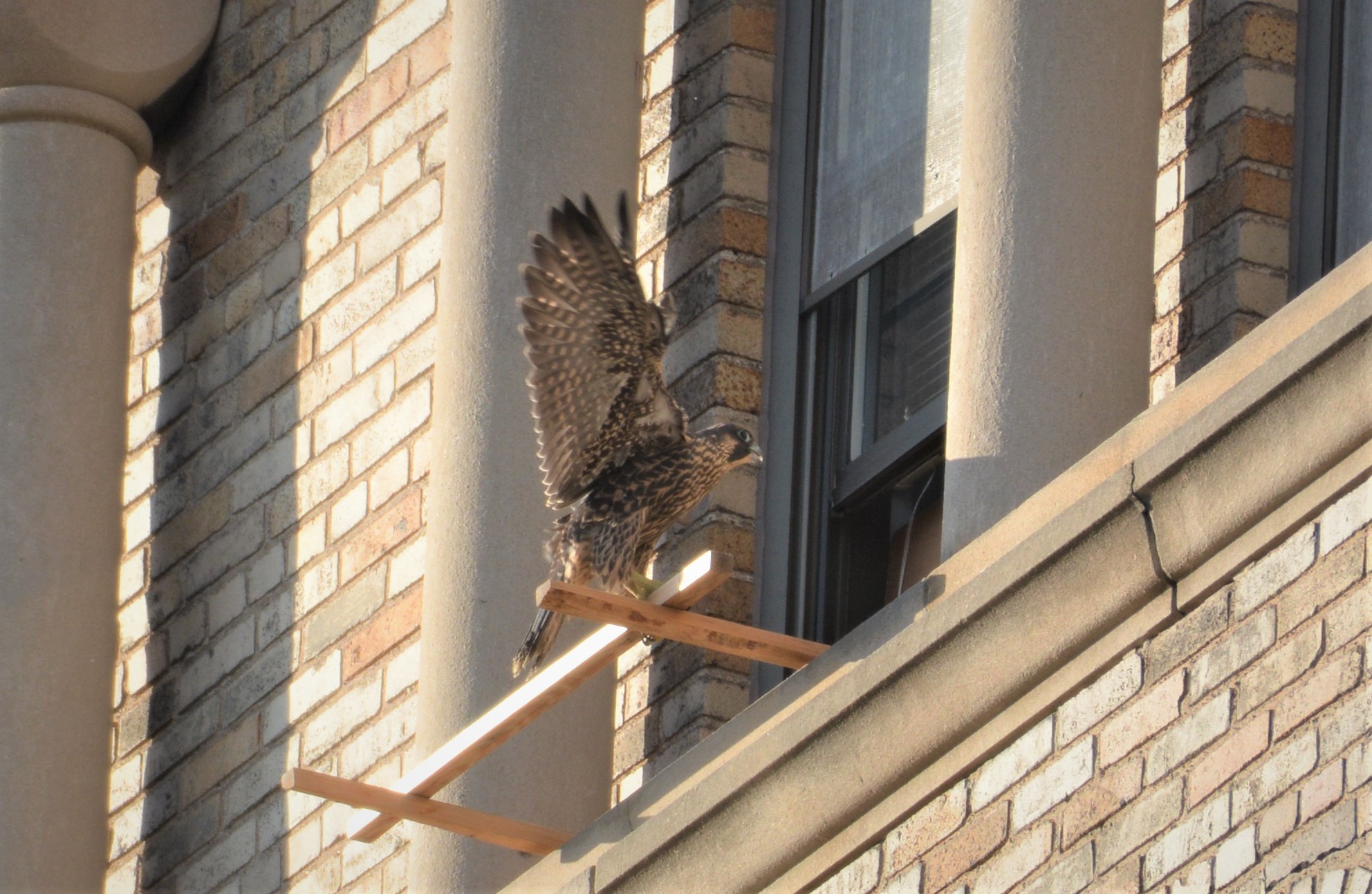 Archie, after being released back onto the Adirondack Bank