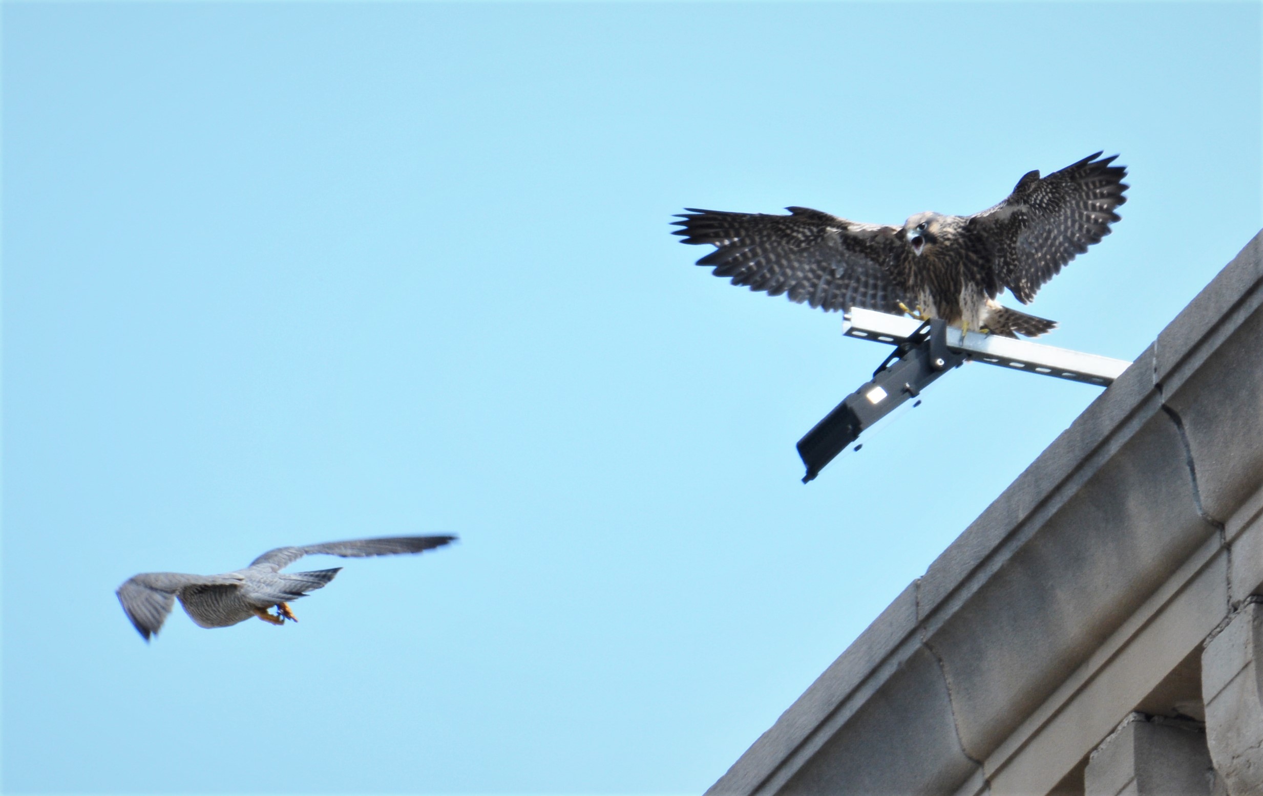 Keisha reacts to a parent flying by