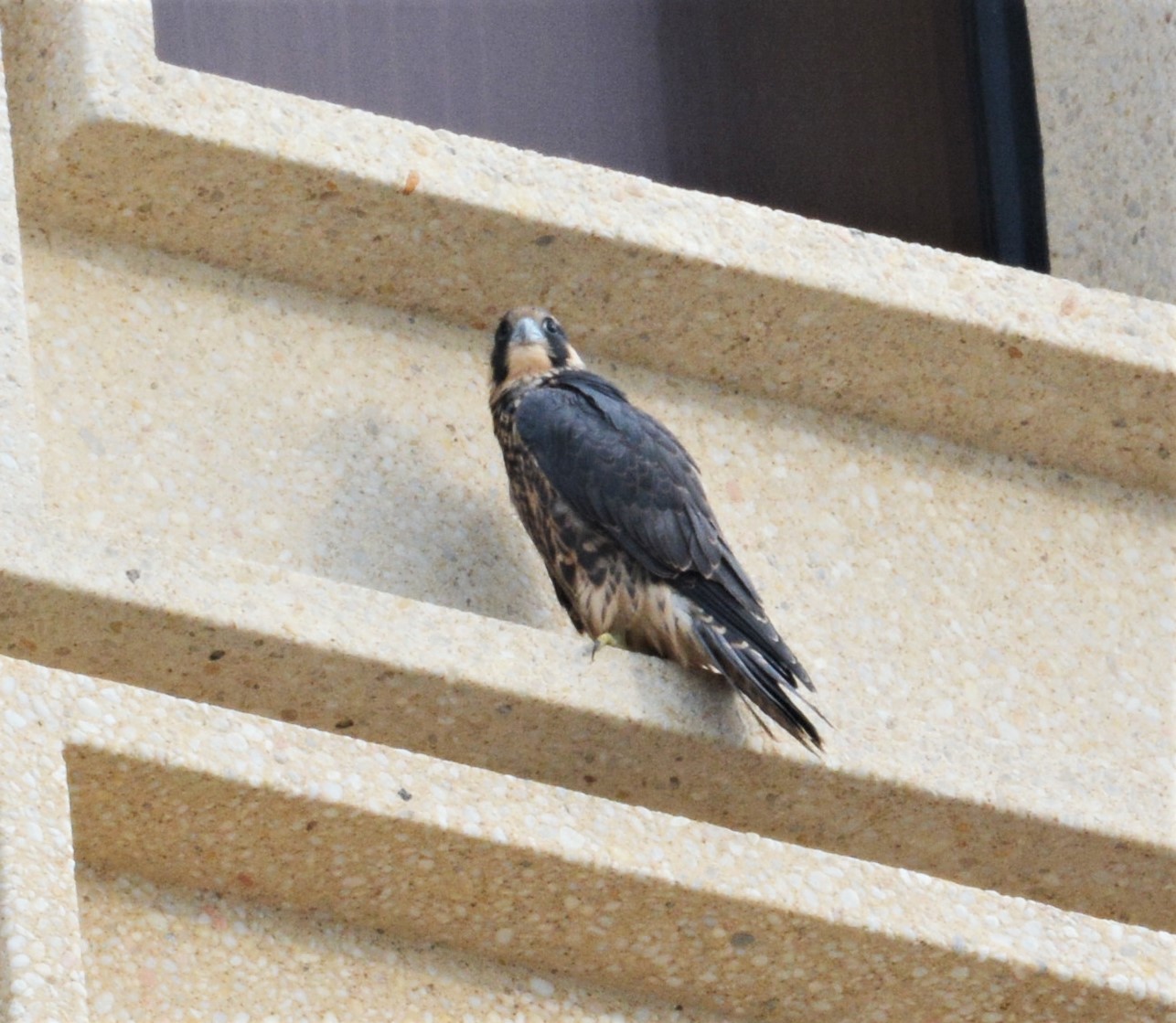 After released, Penelope lands on the west face of the State Building