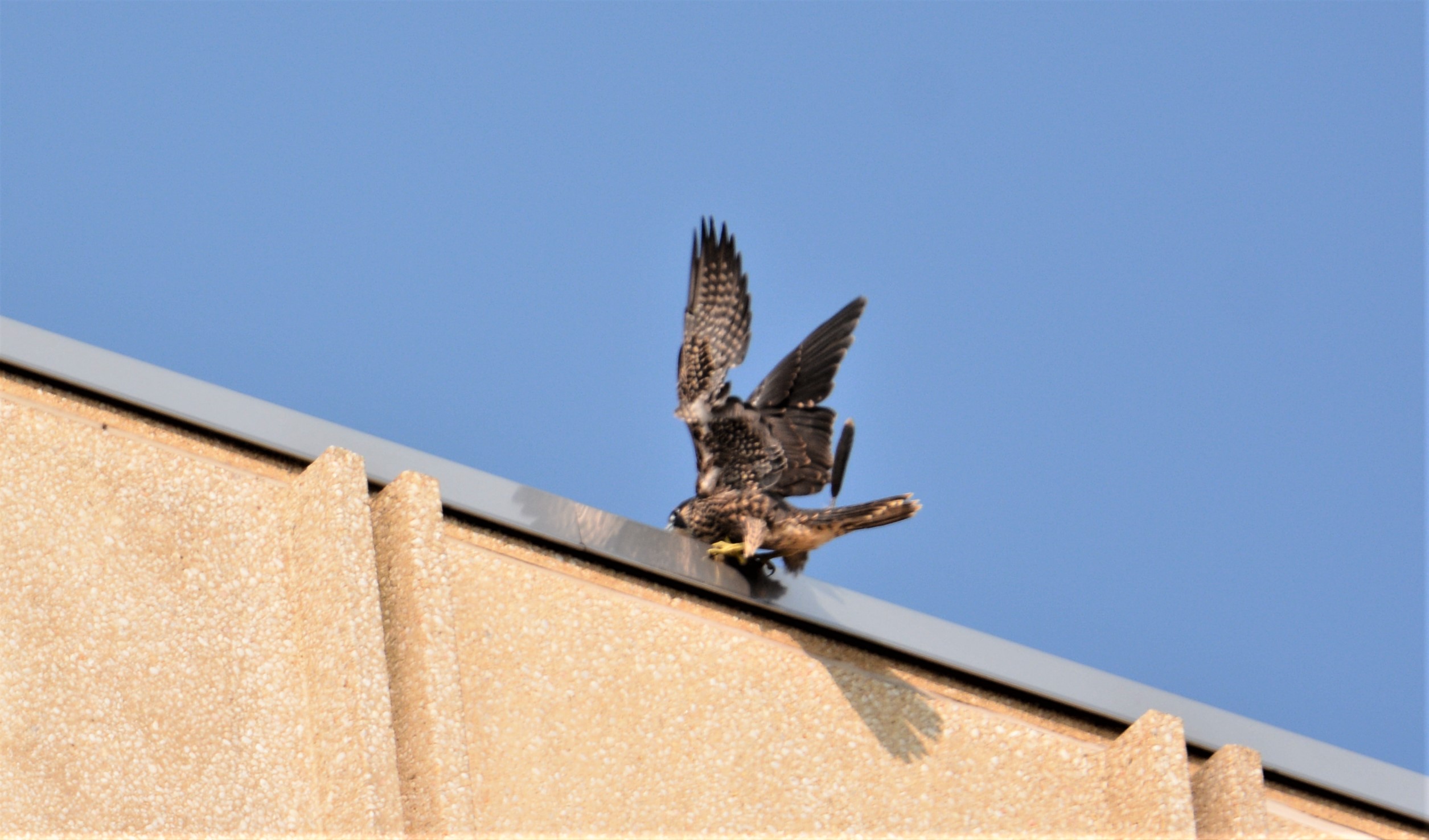 Archie trips upon landing on the state building rood