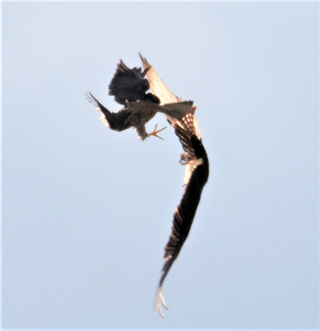 Astrid attacks an Osprey that flies very low over the ADK Bank