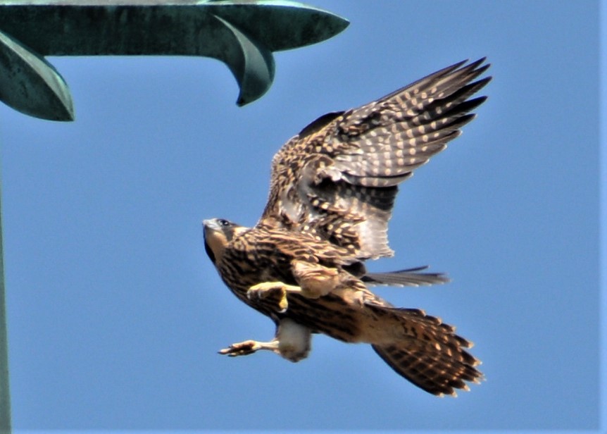 landing on the top of the steeple