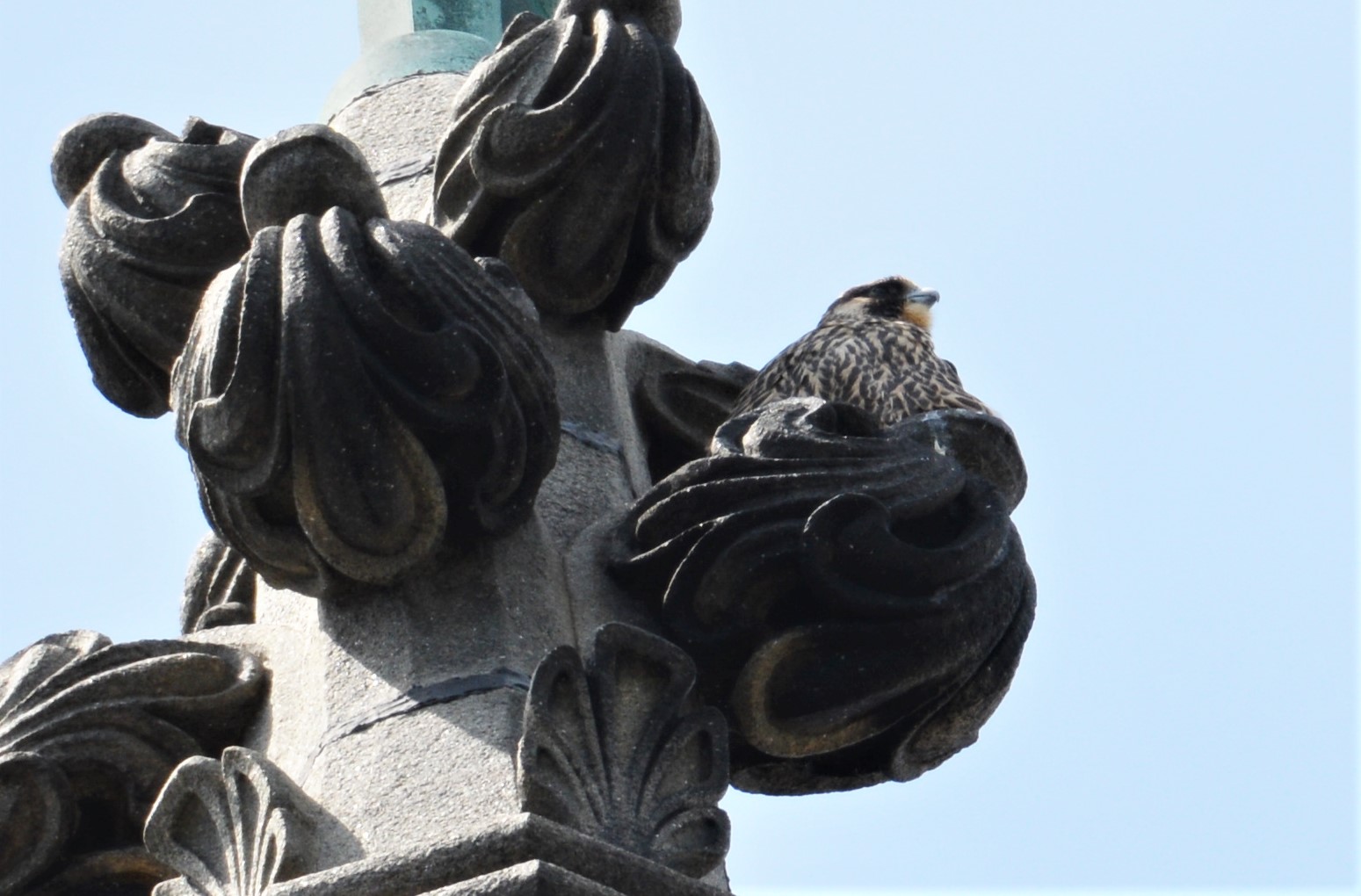 nestled into the sculpture on top the steeple  