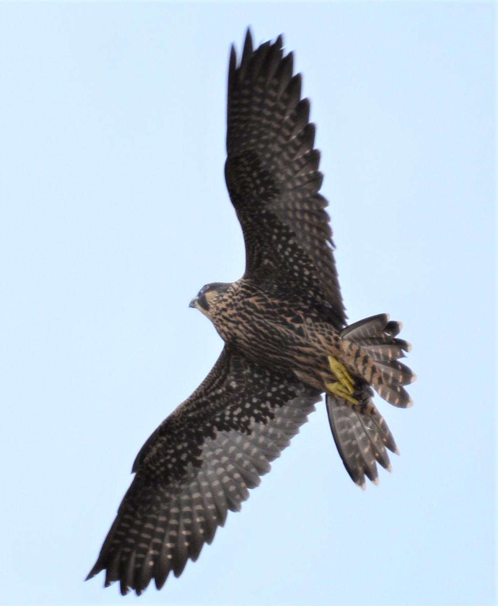 A rare Swallow-tailed Falcon? No, it's Archie, made recognizable by a missing central tail feather