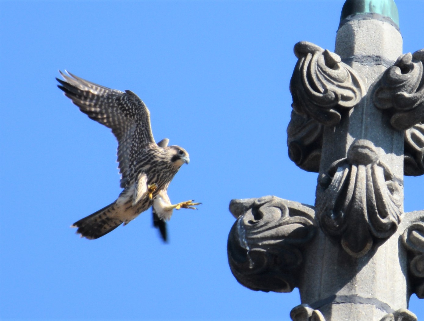 landing on top of the steeple