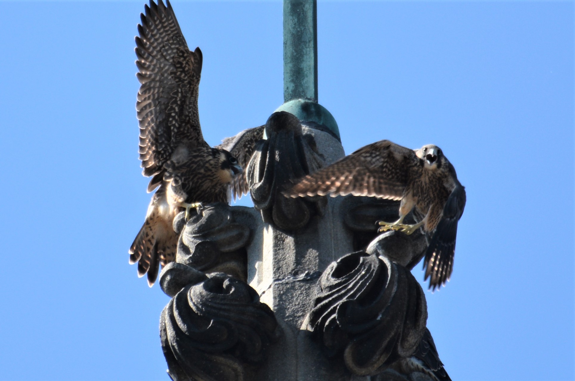 Getting excited when Ares flies in with prey