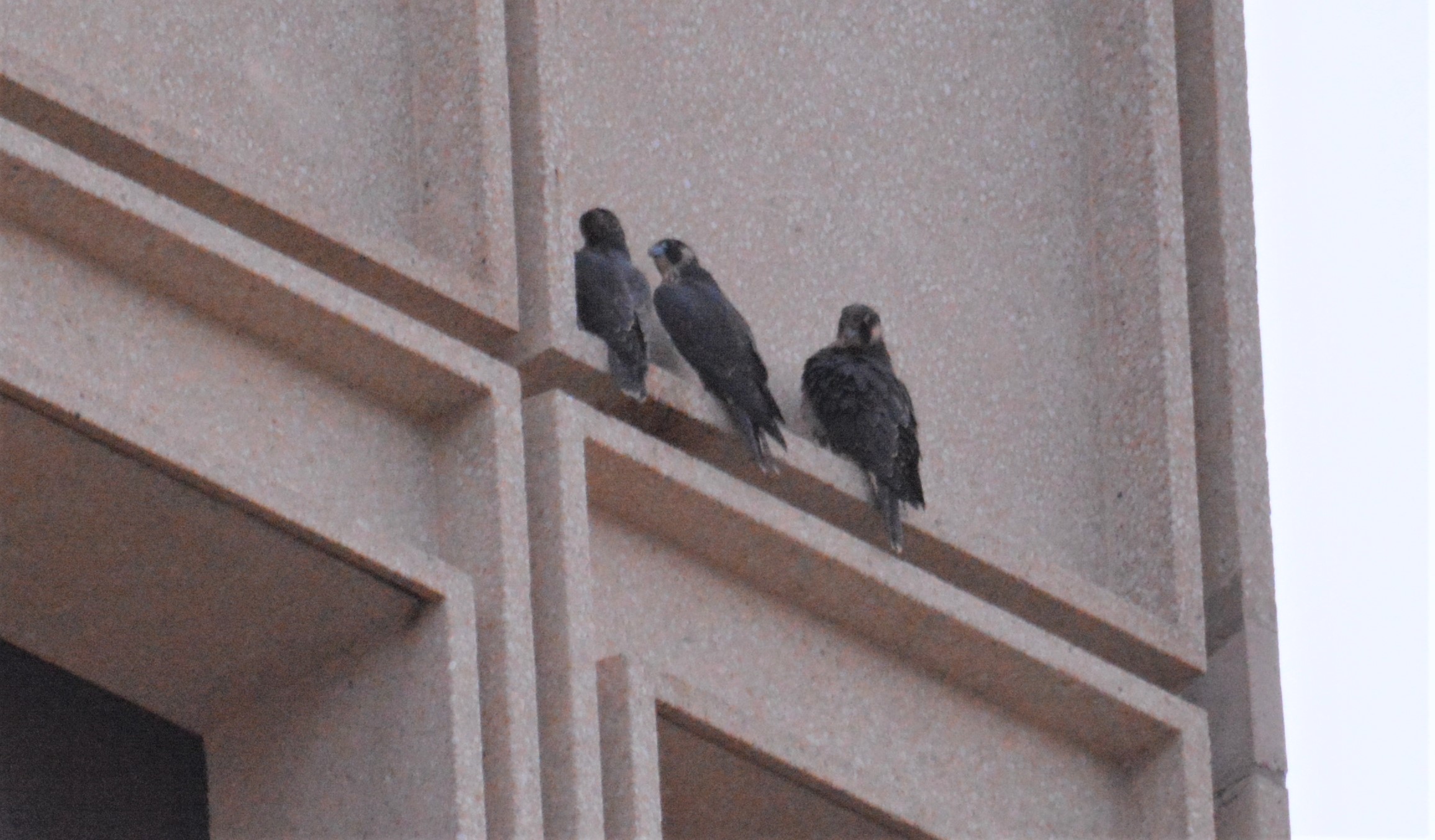 Gathering on the same ledge at dark