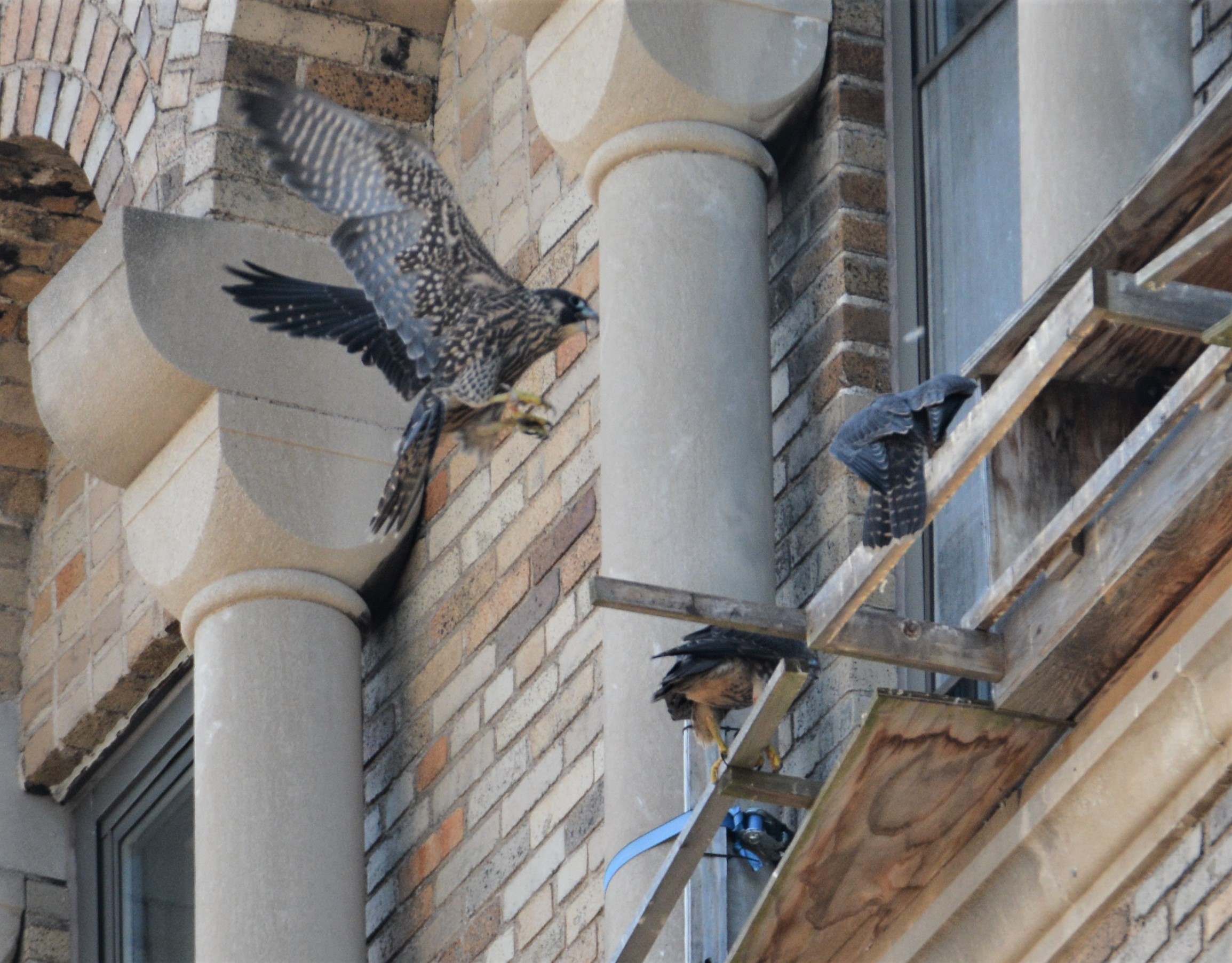 Converging at the nestbox