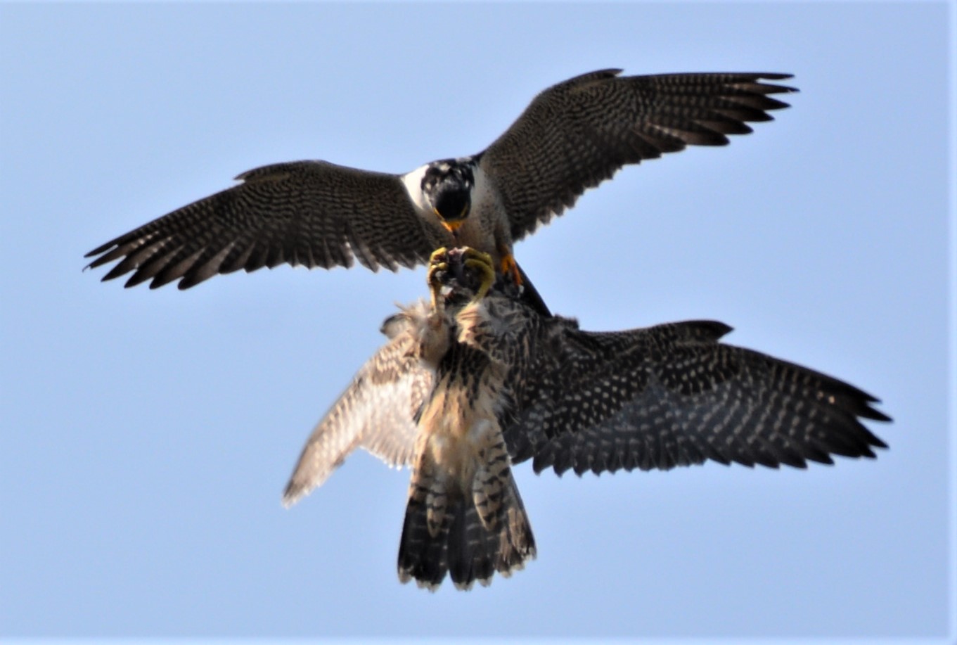 Keisha takes food from Ares in flight