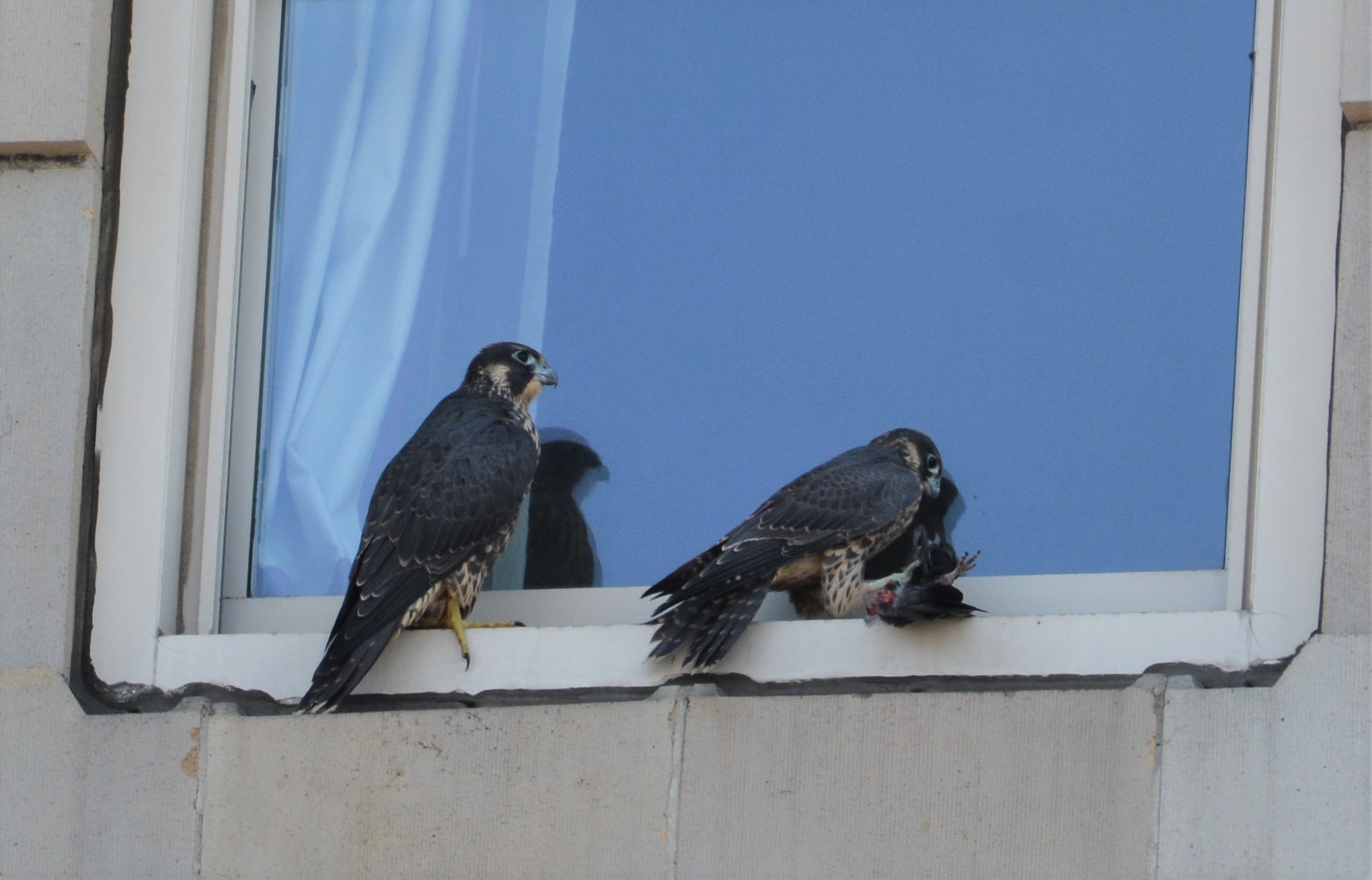 Rue brings his prize to a narrow window ledge