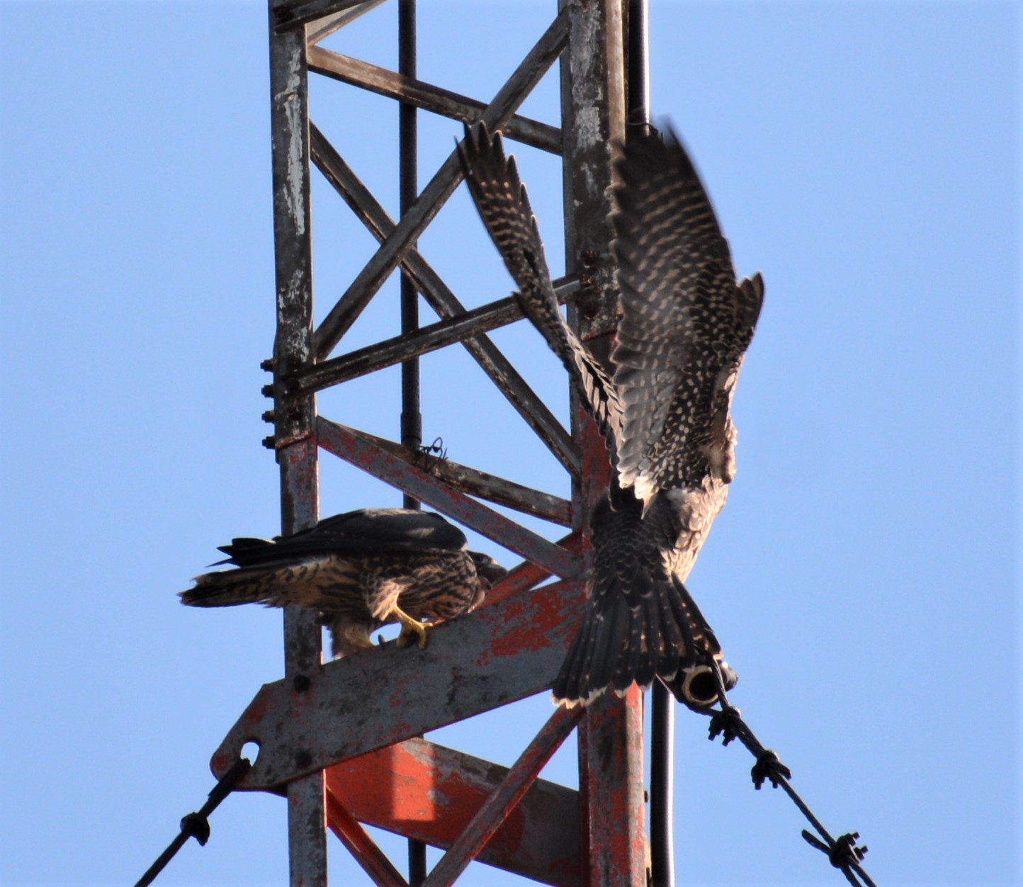 They discover the tower above the hotel