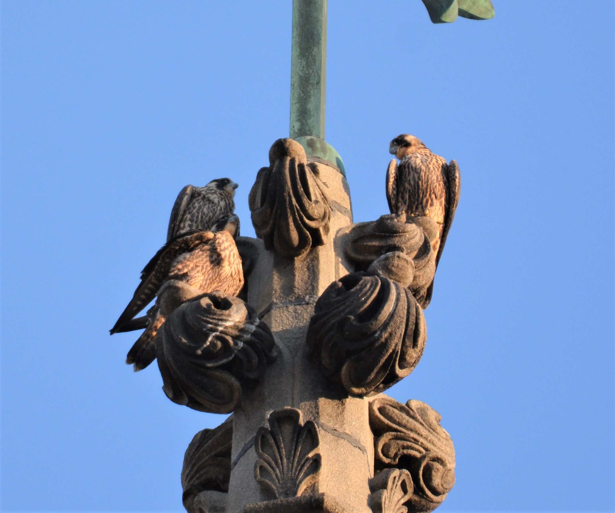 Three on top of the steeple