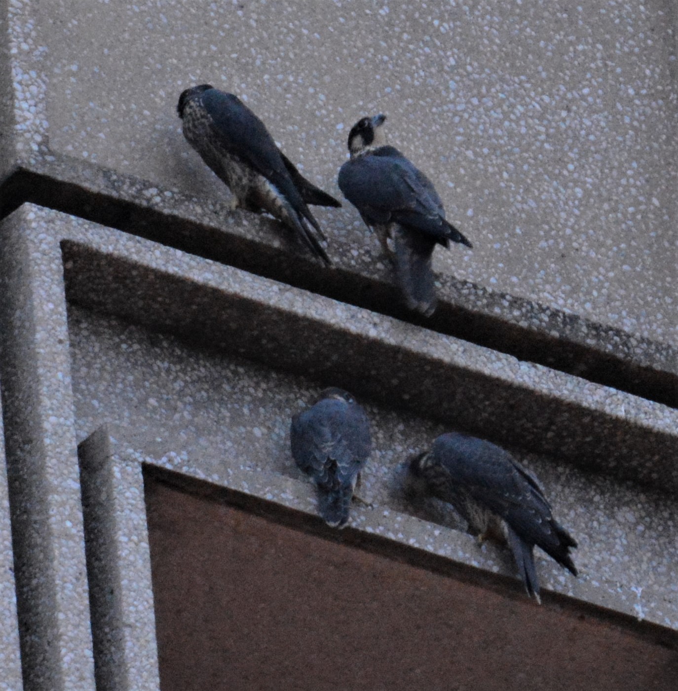 At nightfall all gather on the State Building