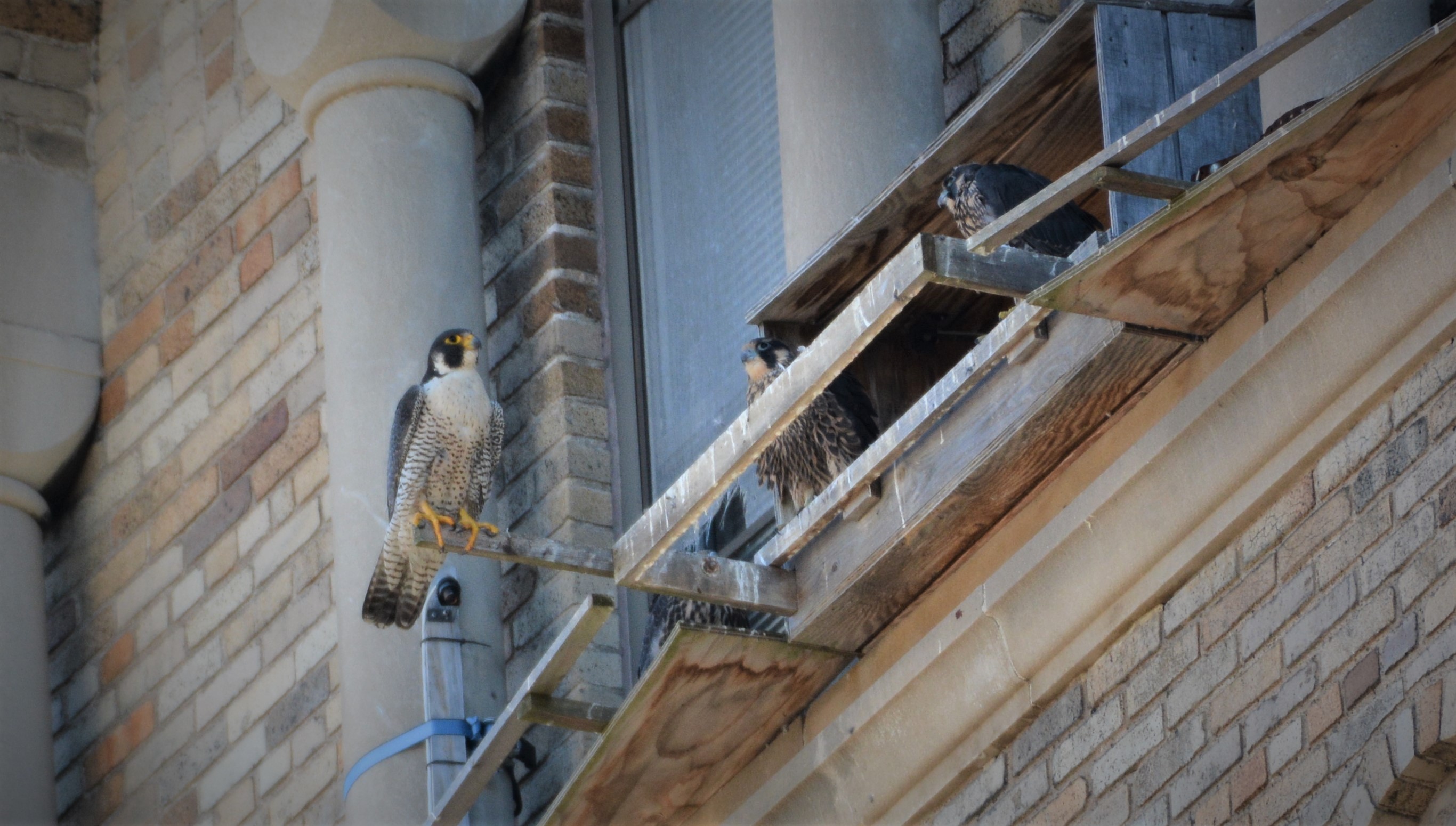 Astrid checking on the nest