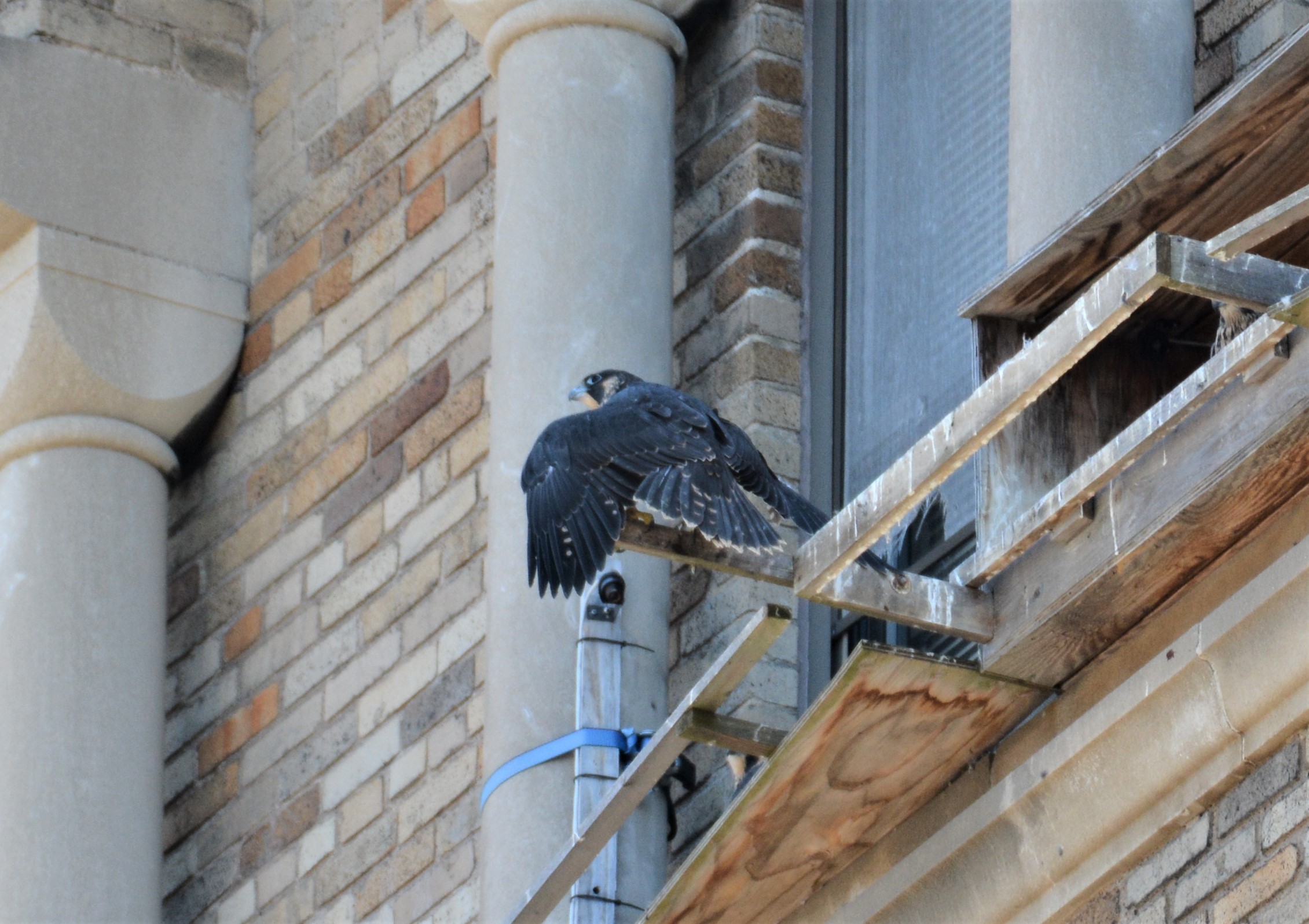 Archie on the long perch