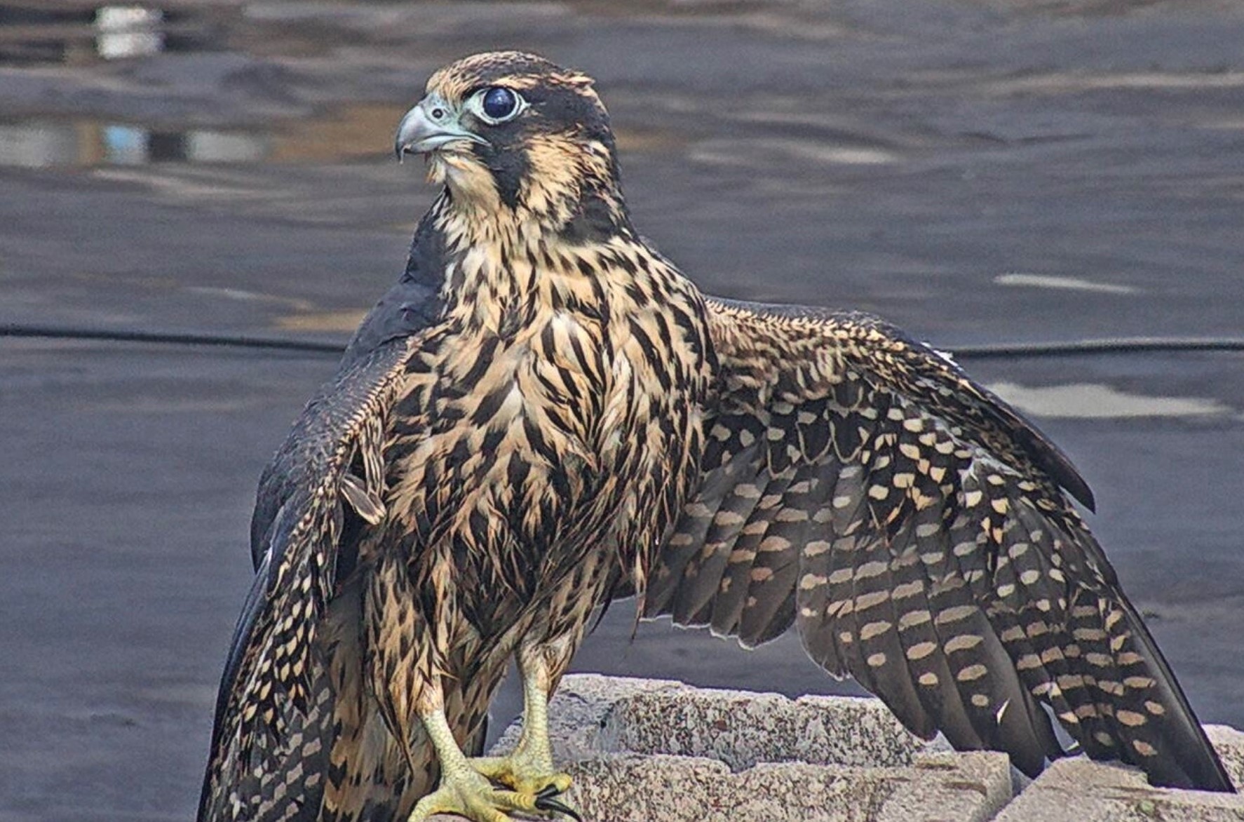 Drying off after a bath on the roof