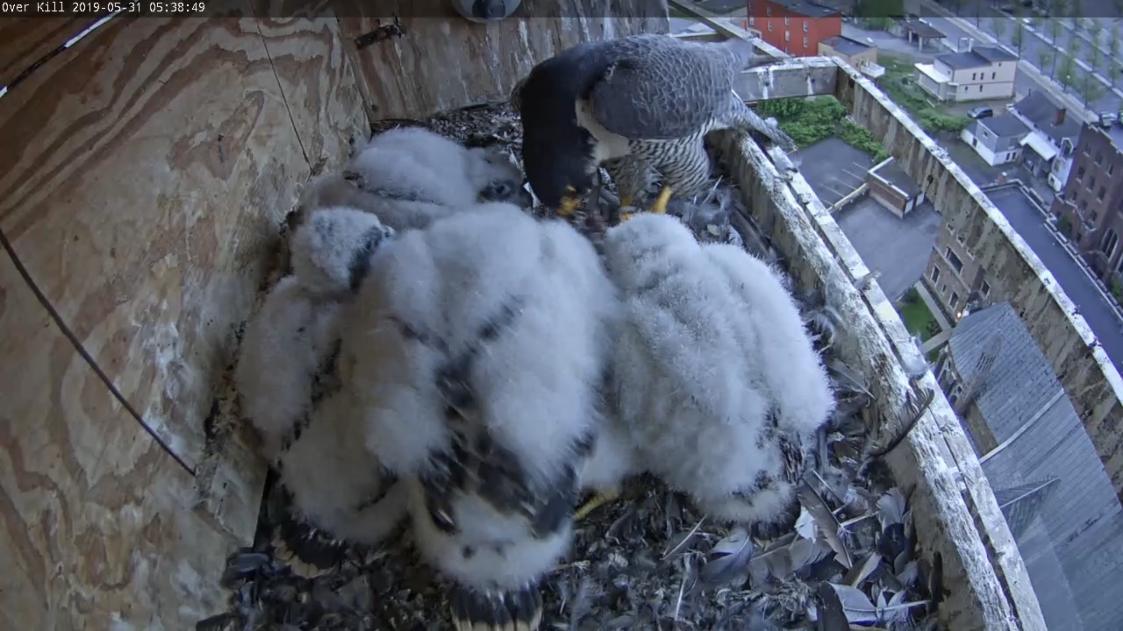 Quite the hefty crew at dinner time