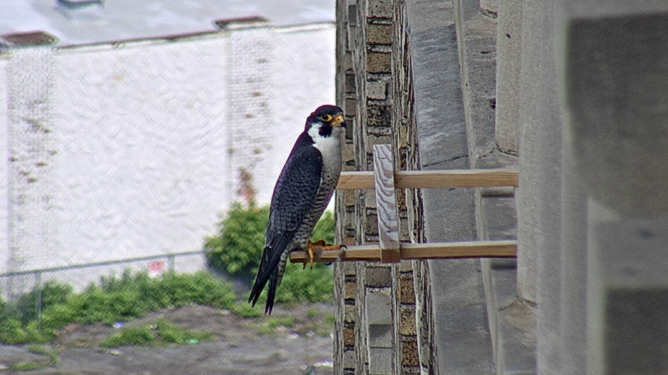 Ares on Deb's new perch