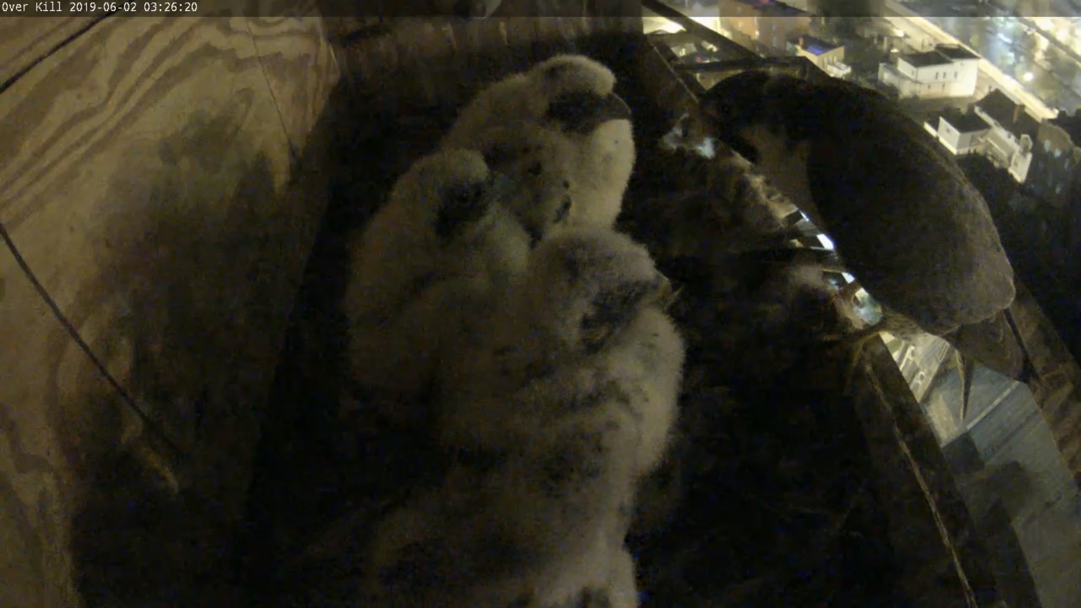 Ares feeds the chicks in the 3 AM hour