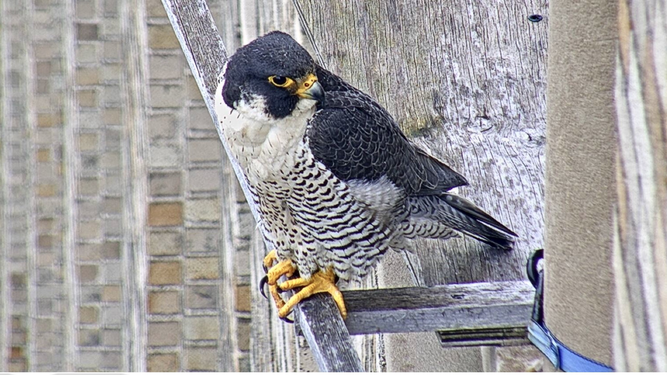 Astrid on the east veranda