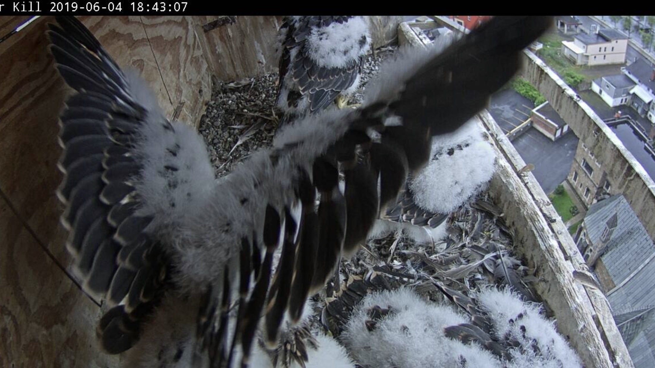 Wing feathers coming in nicely 