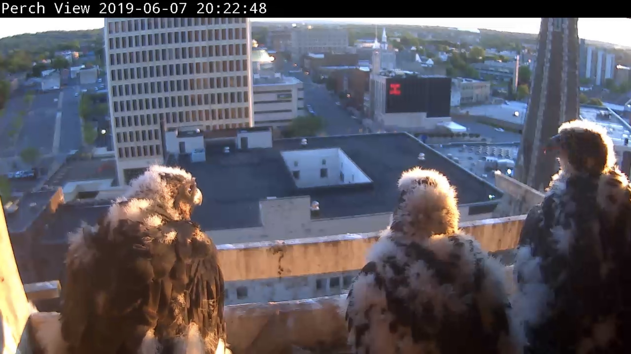 Chicks looking out into the canyon