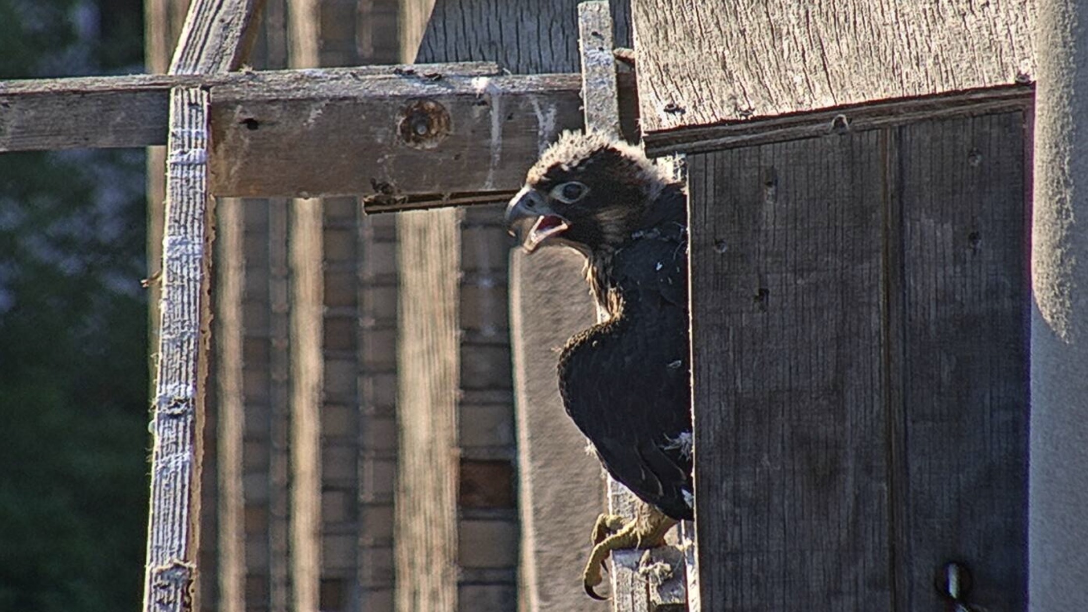 Archie up on the lip of the nestbox and looking out into the canyon