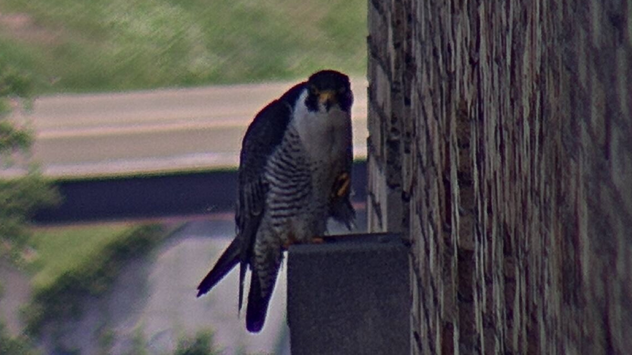 Astrid on a pillar west of the nest