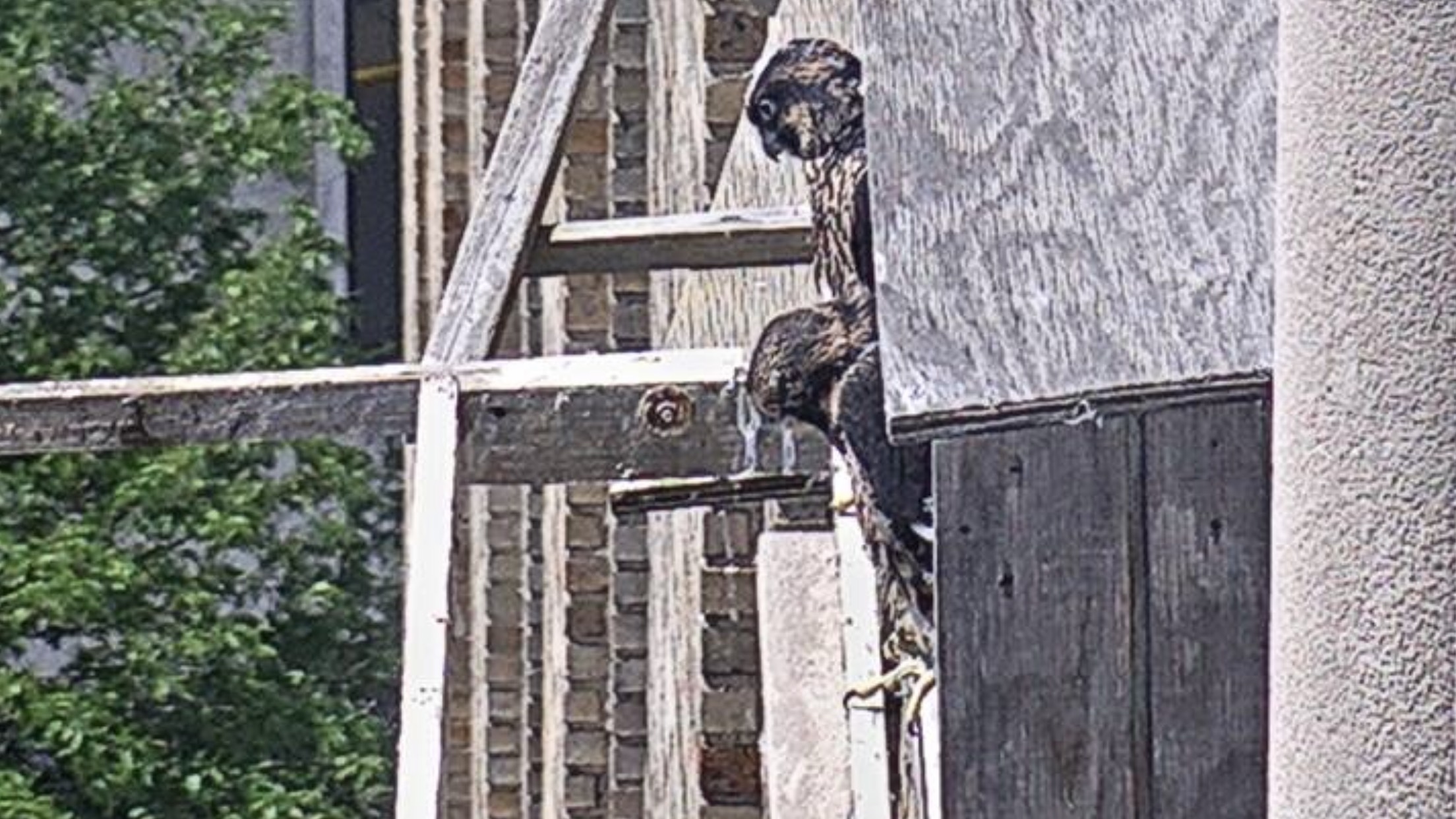 nestlings looking out while standing on lip of box